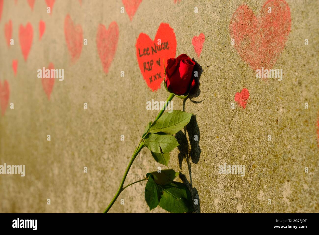 Eine einzelne rote Rose, die von der National Covid Memorial Wall in London für eine Person hinterlassen wurde, die an Covid-19 starb. Stockfoto