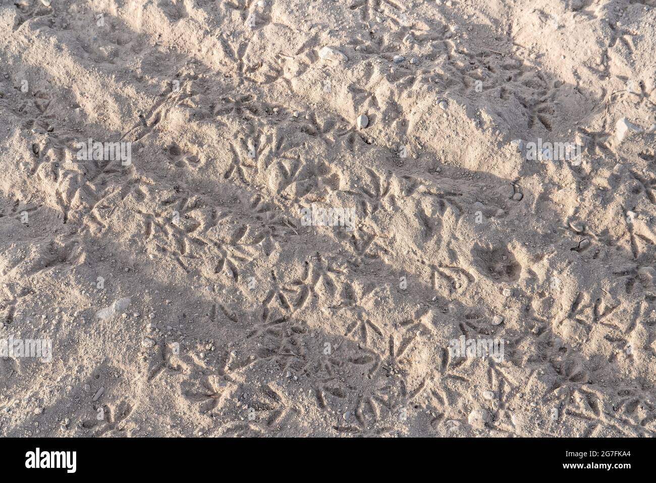 Die Fußabdrücke der Vögel einer Möwe krallen sich auf einem schlamtrigen Lehmboden Stockfoto