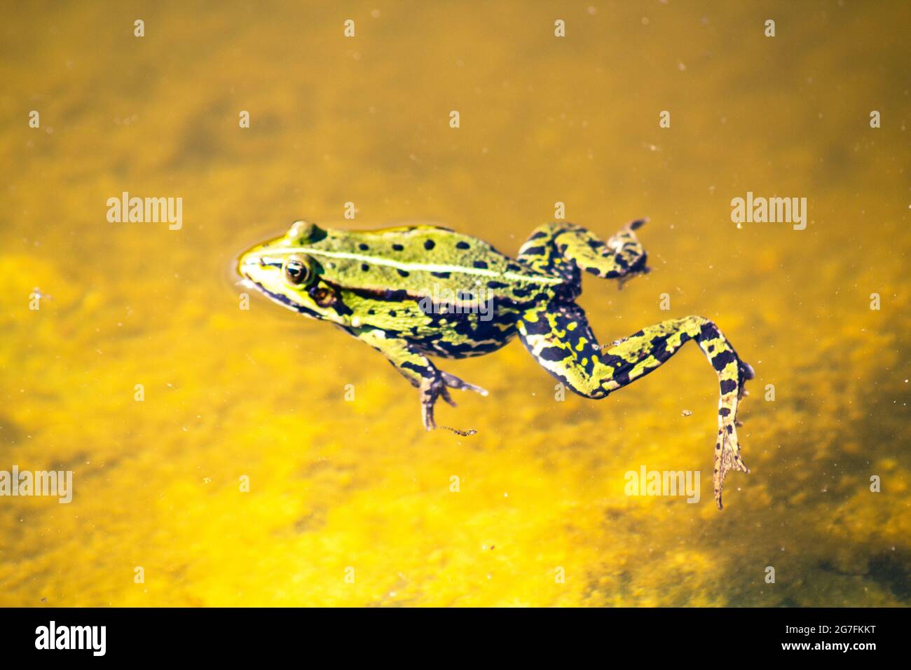 Frosch schwimmen in einem See Stockfotografie - Alamy