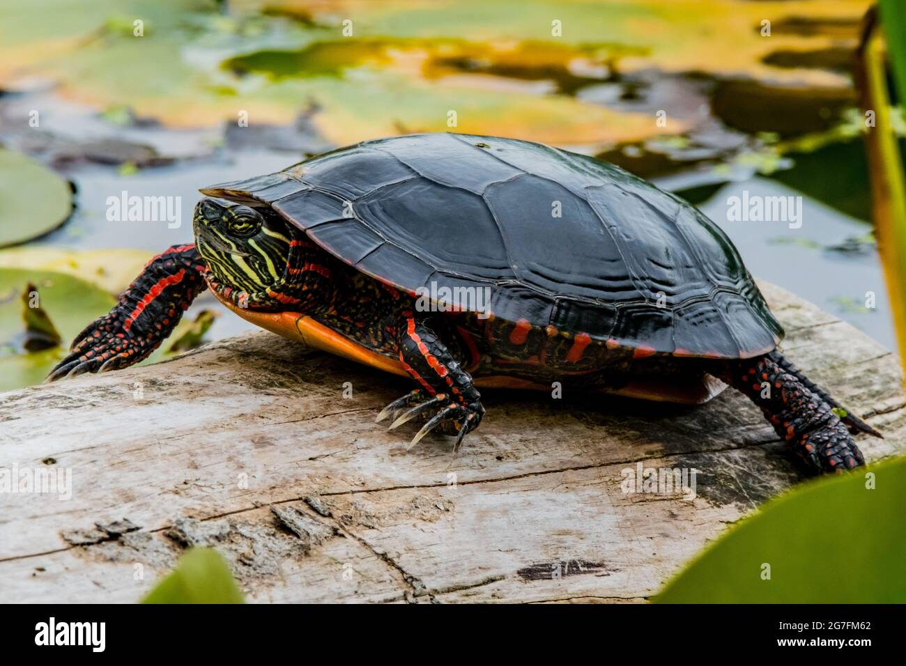 Nahaufnahme einer gemalten Schildkröte (Chrysemys picta), die auf einem Baumstamm im See ruht Stockfoto