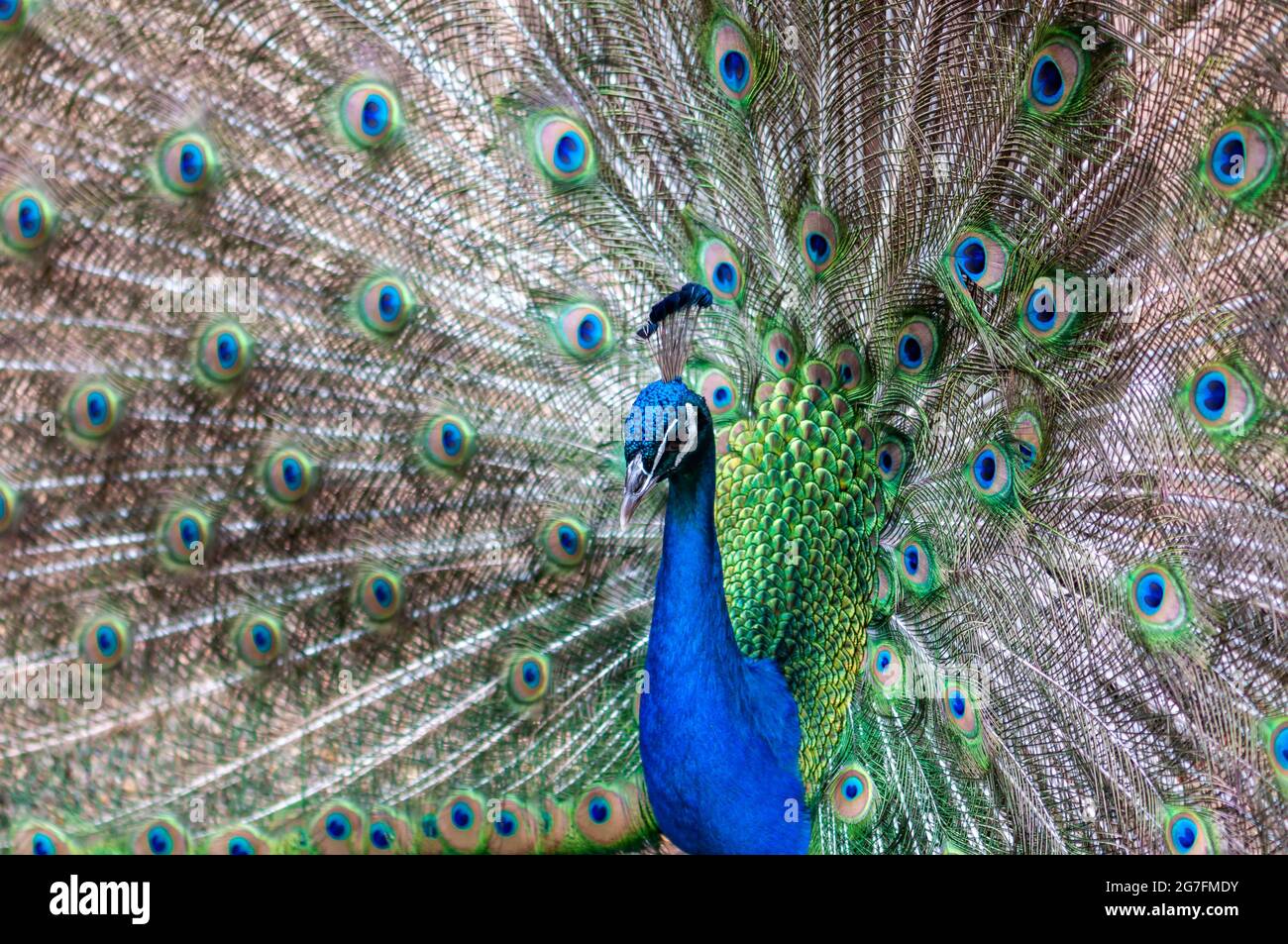 Der Pfau zeigt eine vollständig geöffnete Schwanzfeder Stockfoto