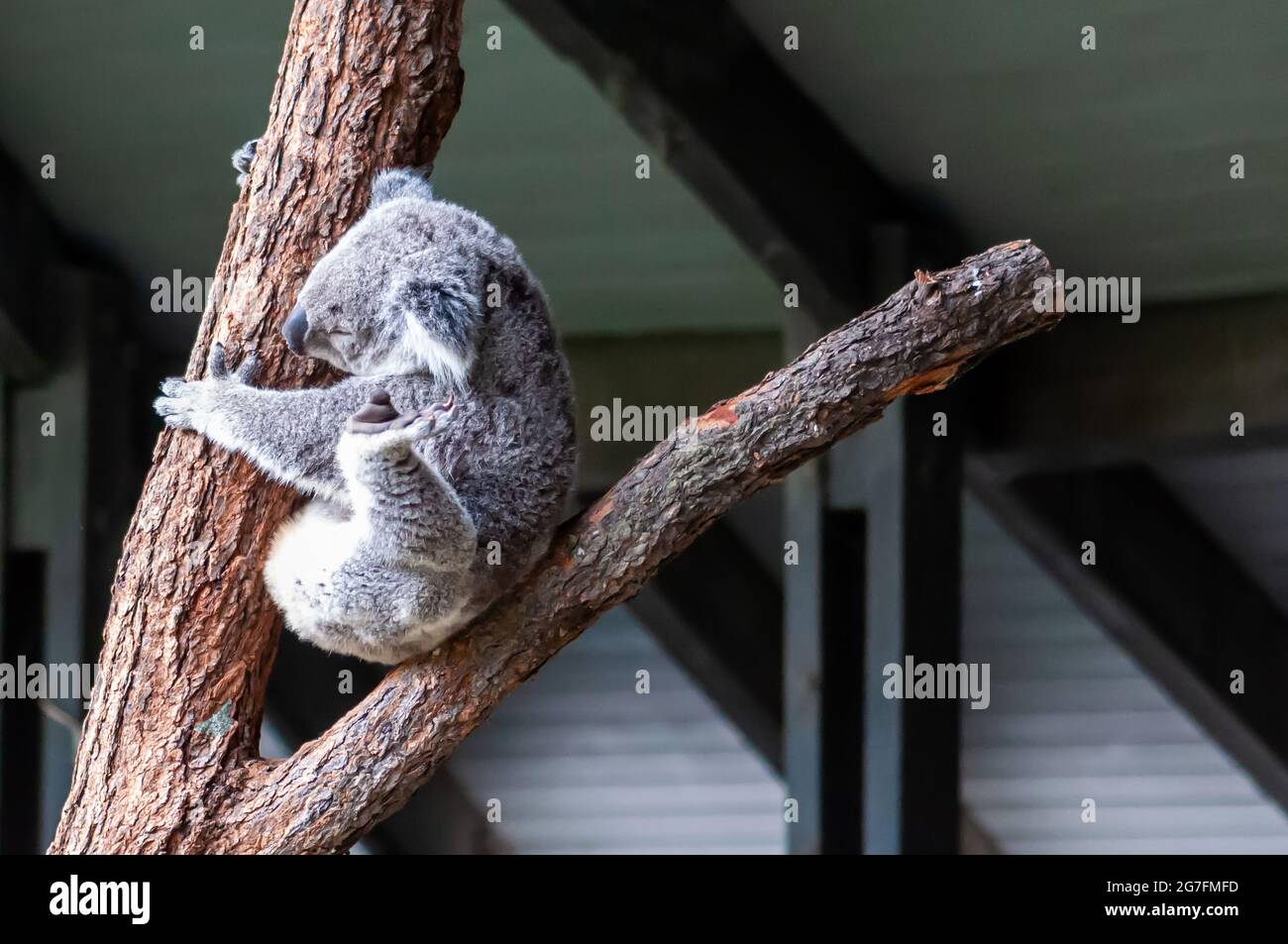 Koala sitzt auf einem Eukalyptusbaum-Zweig im Zoo Stockfoto