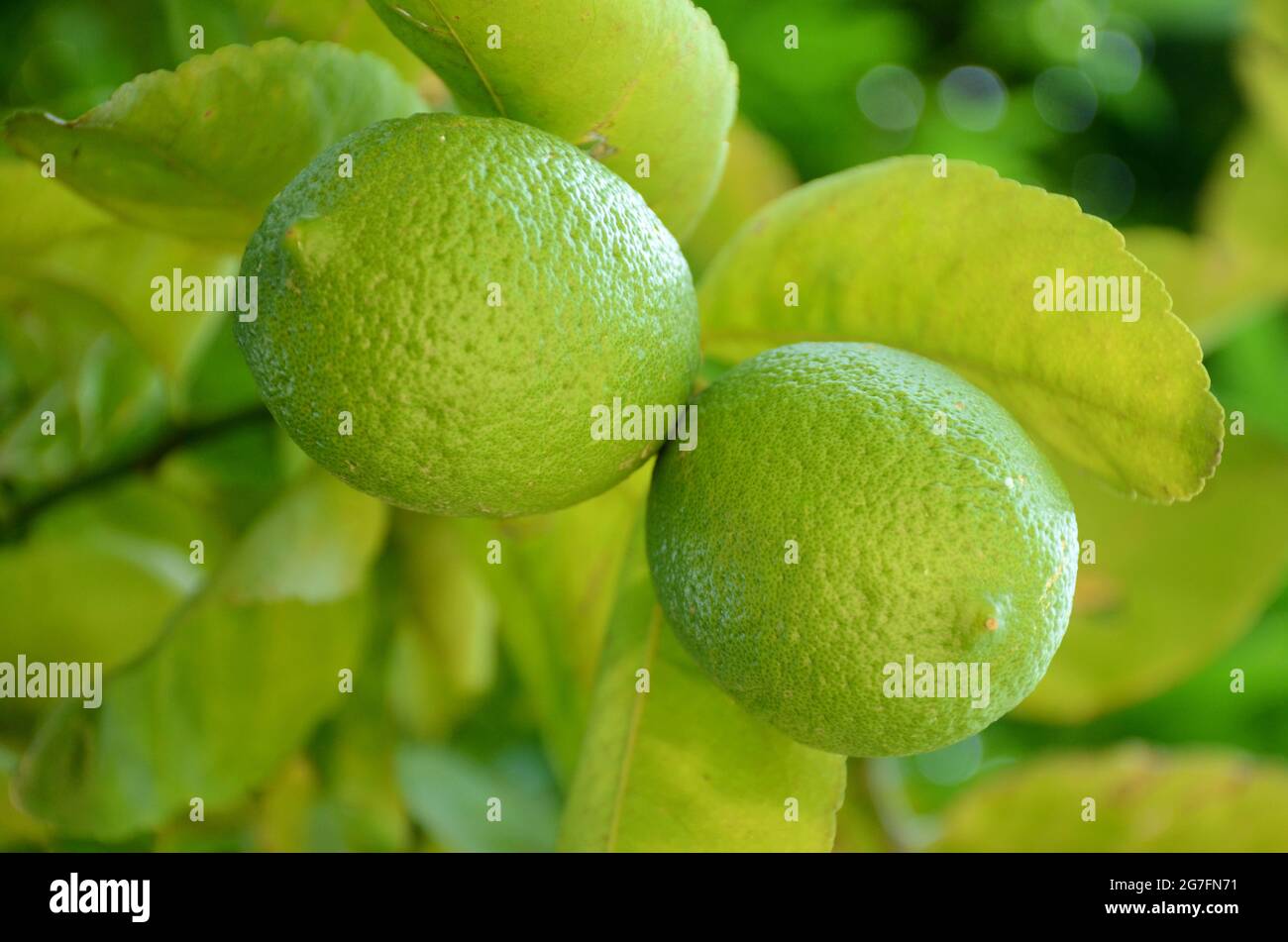Die reifen grünen Limettenfrüchte mit Blättern und Zweigen im Garten. Stockfoto