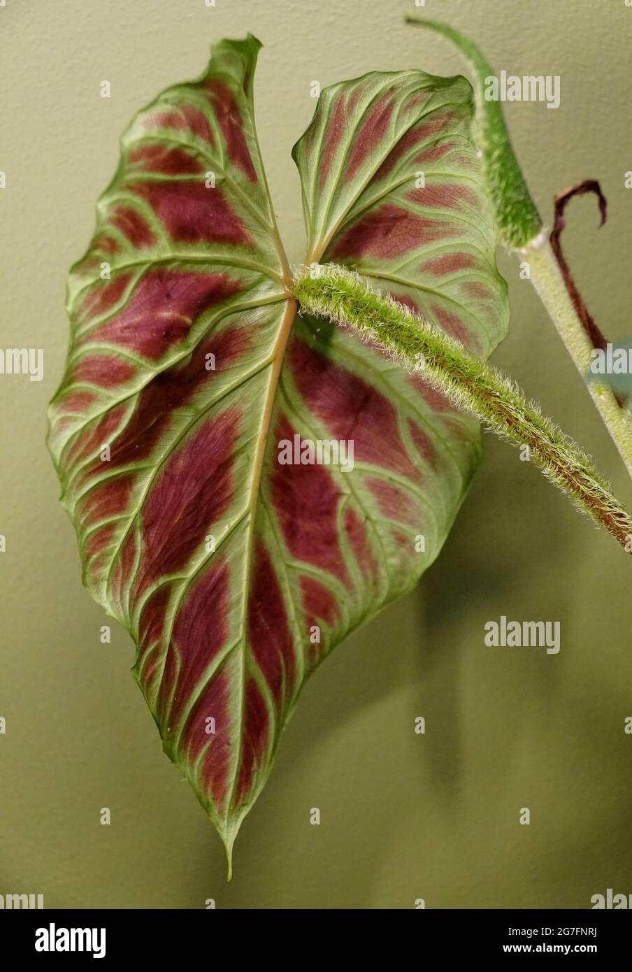 syngonium albo variegata Syngonium Albo Variegata | Buy Trendy Plants Online