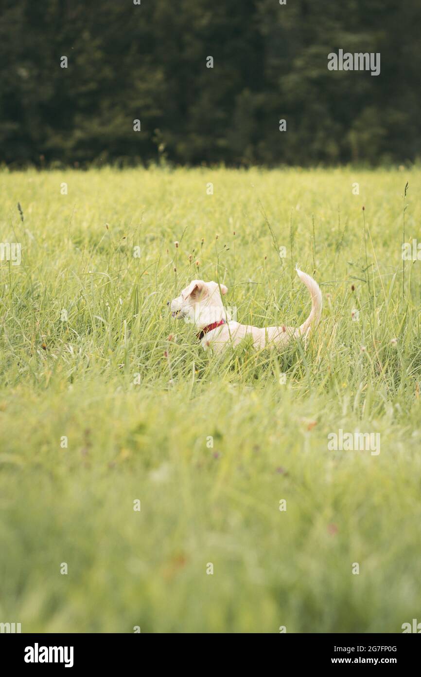 Labrador spielt auf einem Feld Stockfoto