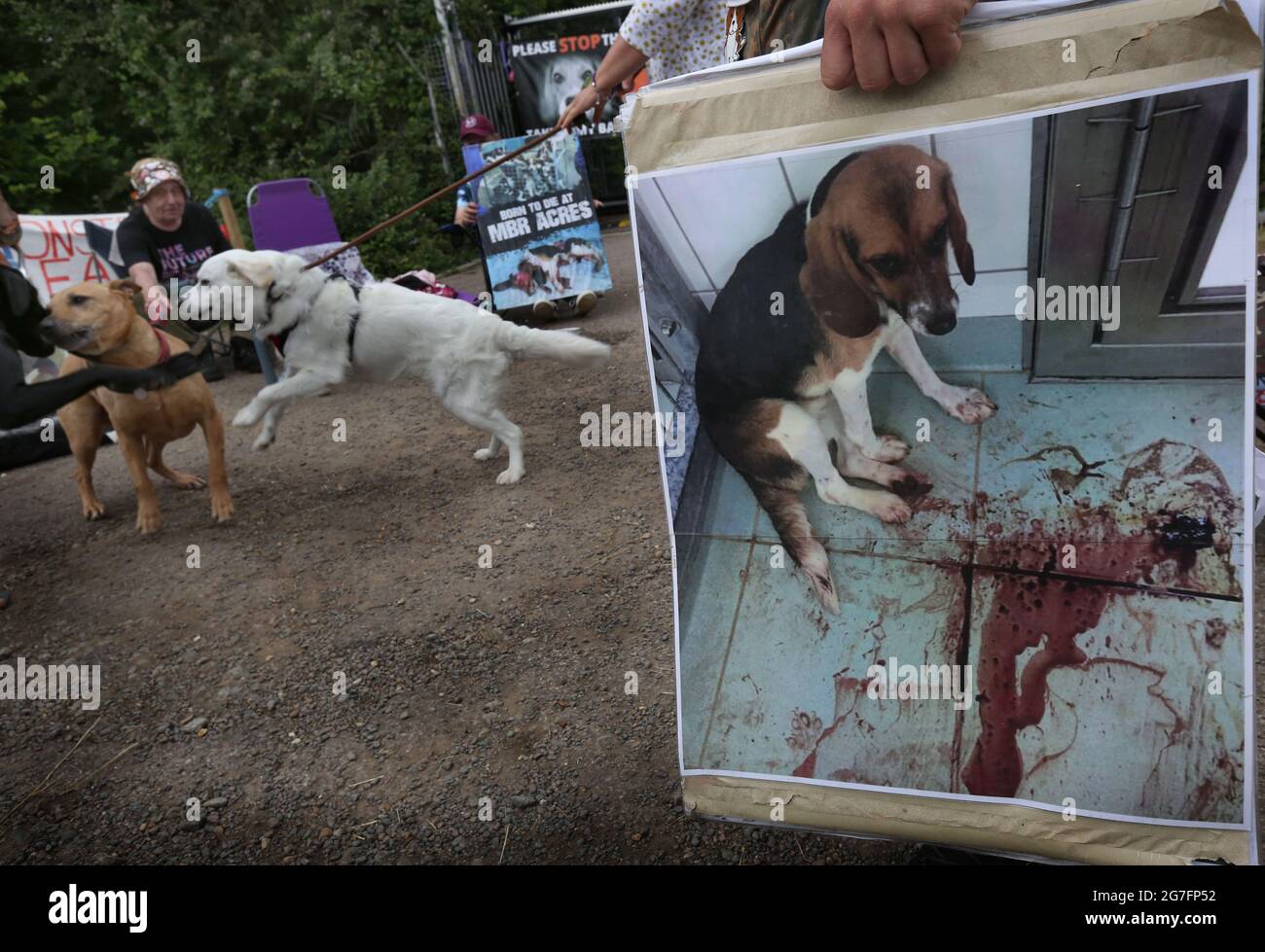 Huntingdon, Großbritannien. Juli 2021. Während der Demonstration werden Aktivisten mit ihren Hunden in einem Lager gesehen.Tierrechtler besetzen das Camp Beagle, ein Protestlager am Straßenrand vor dem Beagle-Züchter Marshal Bioressourcen (MBR) Acres. Ihre Welpen wurden an Tierversuchslabors verkauft. Die Aktivisten werden vor der Fabrik campen, bis sie geschlossen und alle Beagle frei sind. Kredit: SOPA Images Limited/Alamy Live Nachrichten Stockfoto