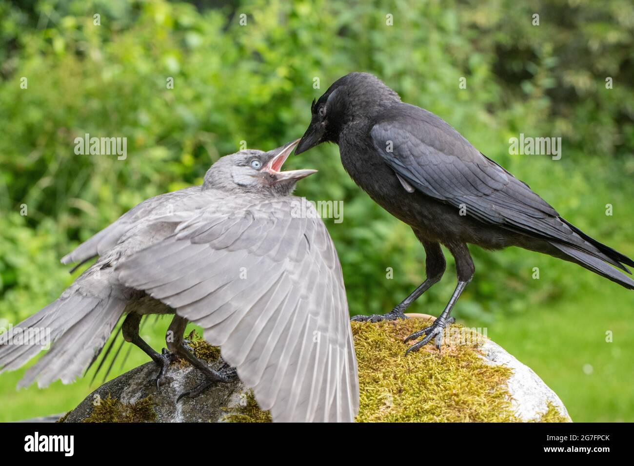 Dohlen (Corvus monedula). Beide Jungtiere des Jahres, aus verschiedenen Nestern. Graue Mutation, abwegig, Vogel links, Annahme einer Bettelhaltung gefüttert werden Stockfoto