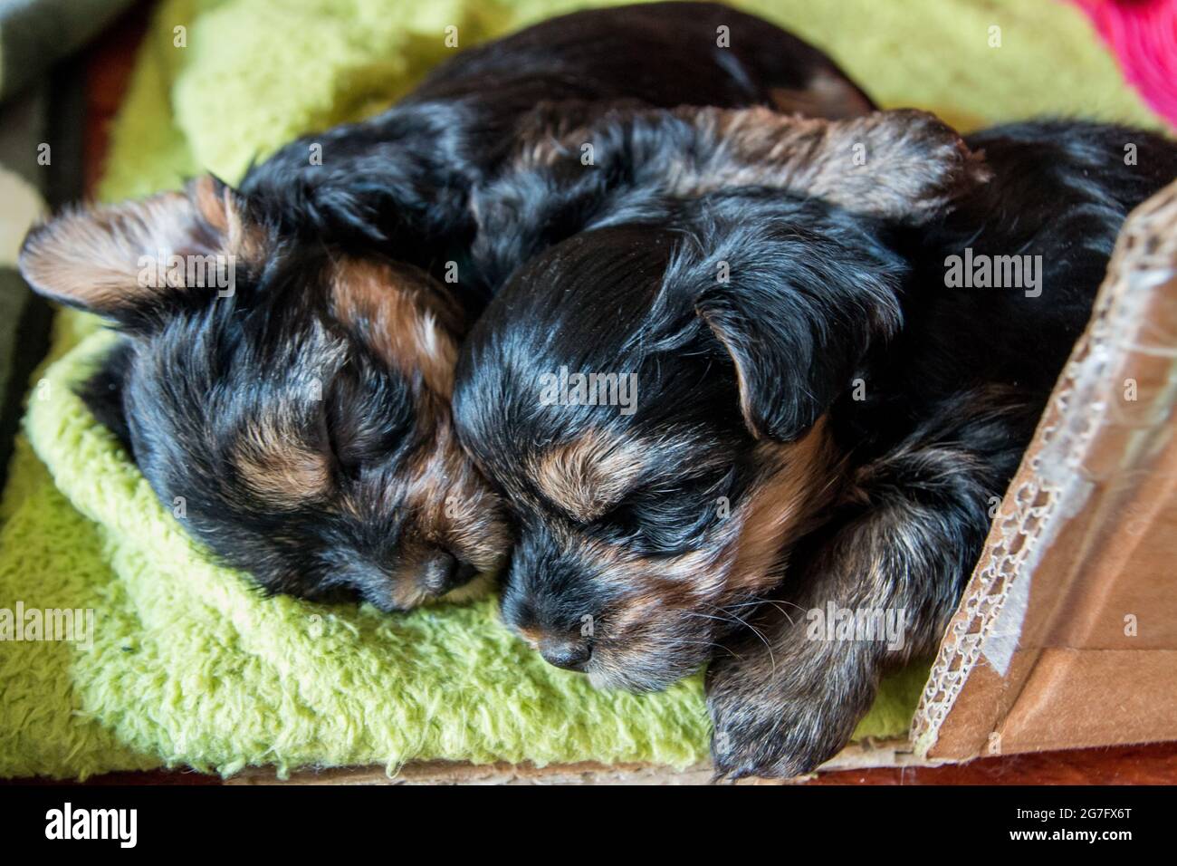 Nahaufnahme von zwei entzückenden Yorkshire Terrier Welpen, die auf einer grünen weichen Decke in einer Box schlafen Stockfoto