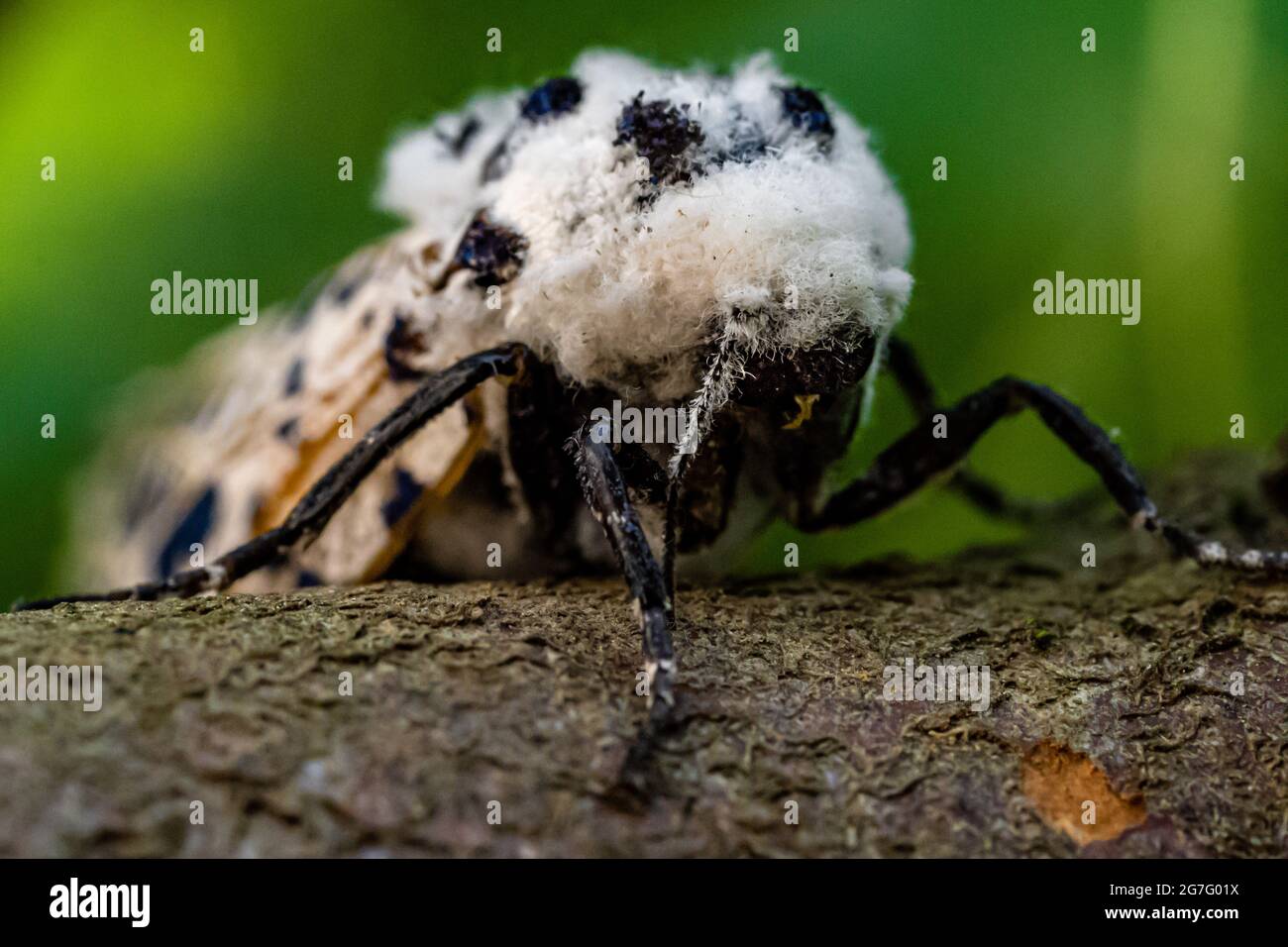 Weißer Schmetterling Leopard Motte oder Holz Leopard Motte sitzt auf einem Stück Holz Stockfoto