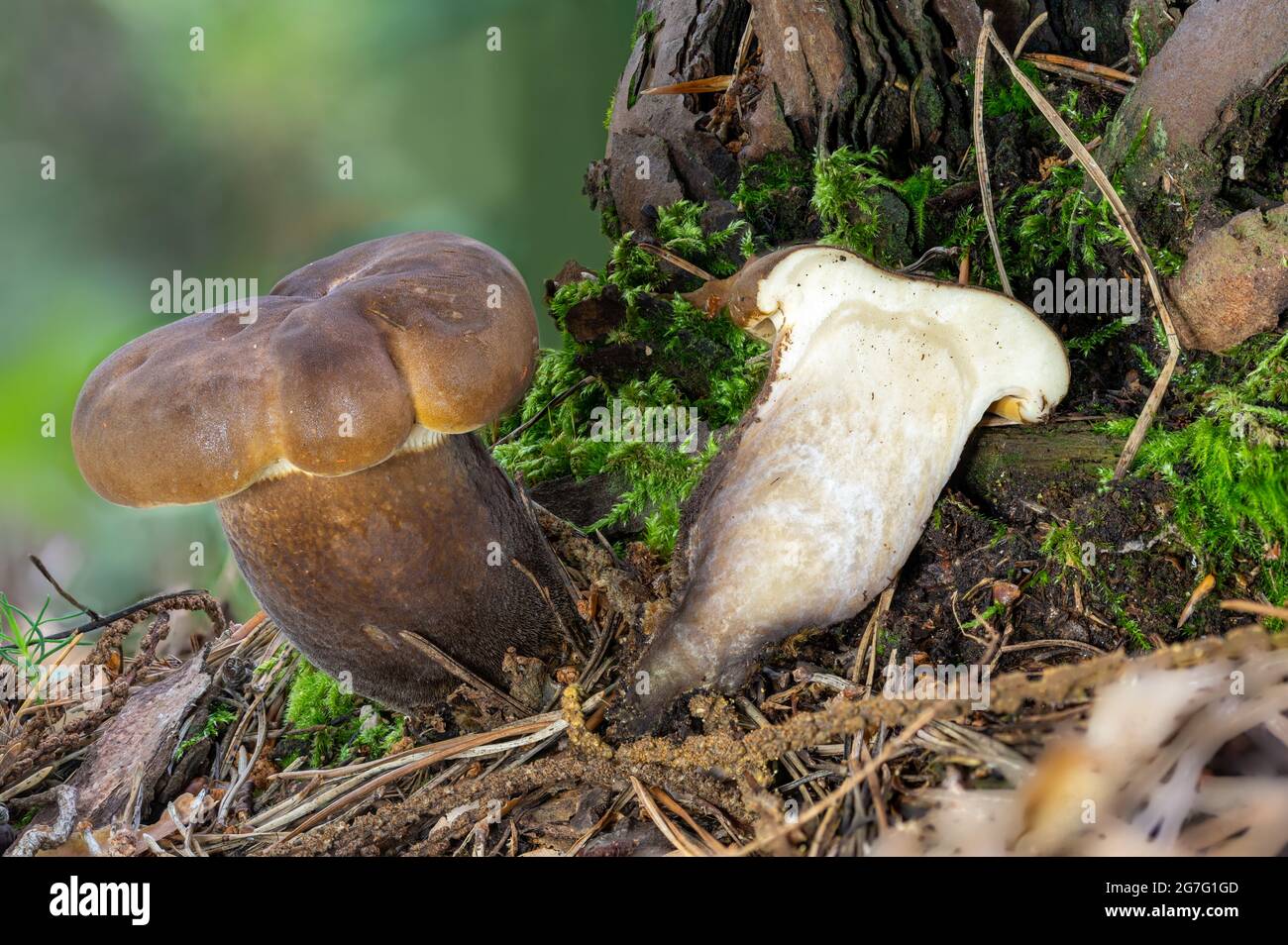 Detailansicht eines jungen braunen essbaren Pilzes rußige Milchkappe LACTARIUS LIGNYOTUS ganz und halbiert im Moos Stockfoto