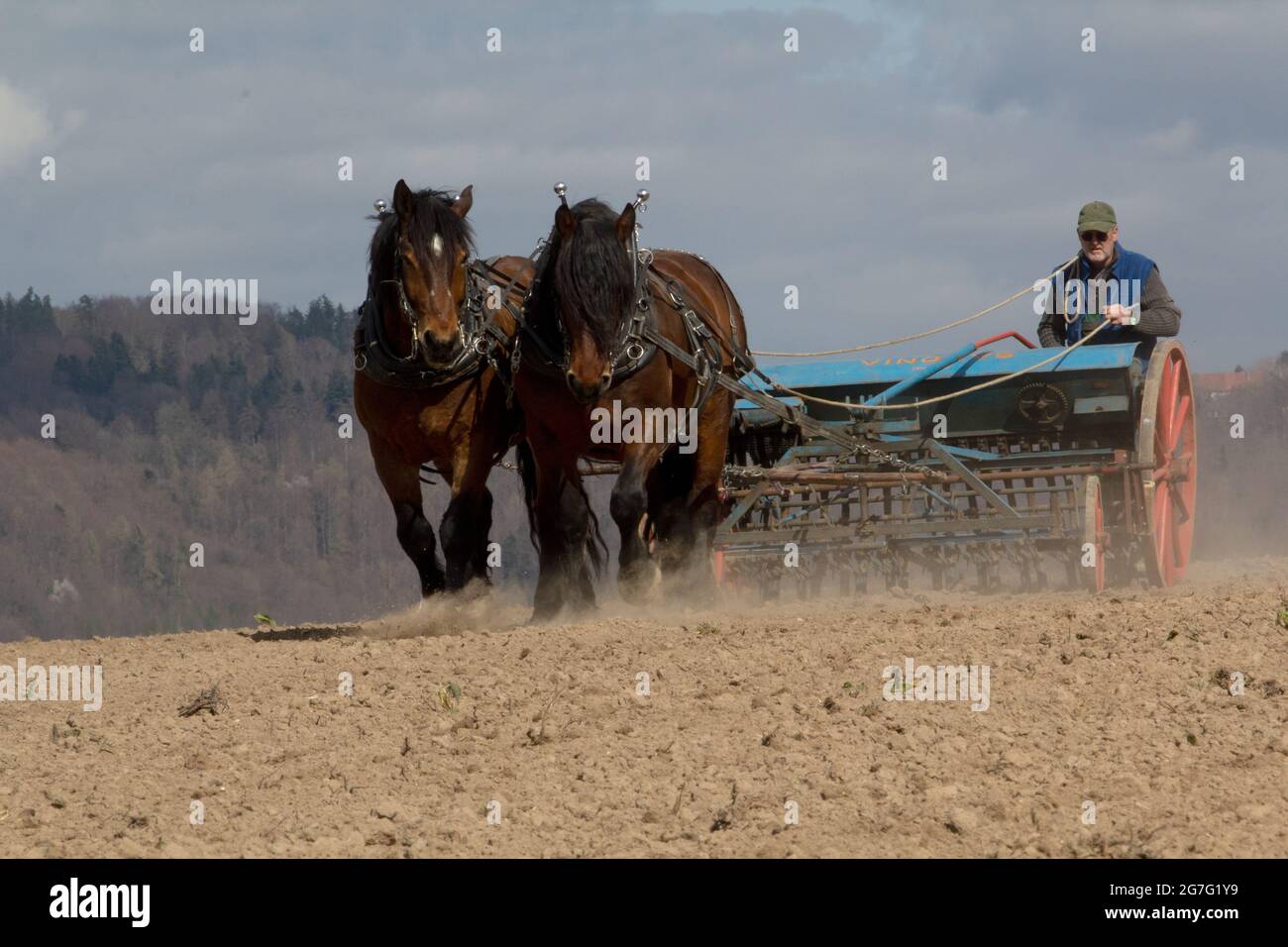 Pferde arbeiten in der Landwirtschaft Stockfoto