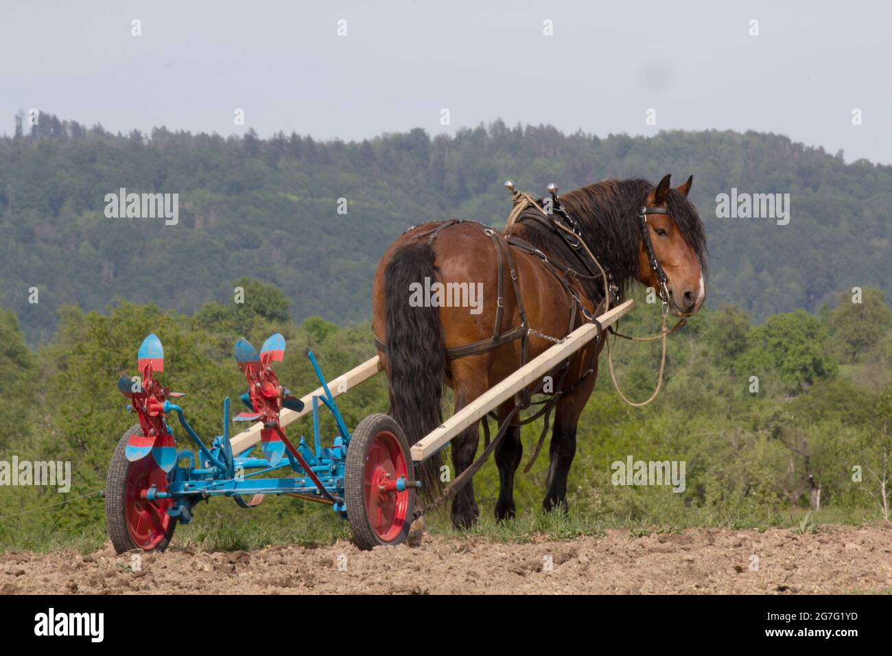 Pferde arbeiten in der Landwirtschaft Stockfoto