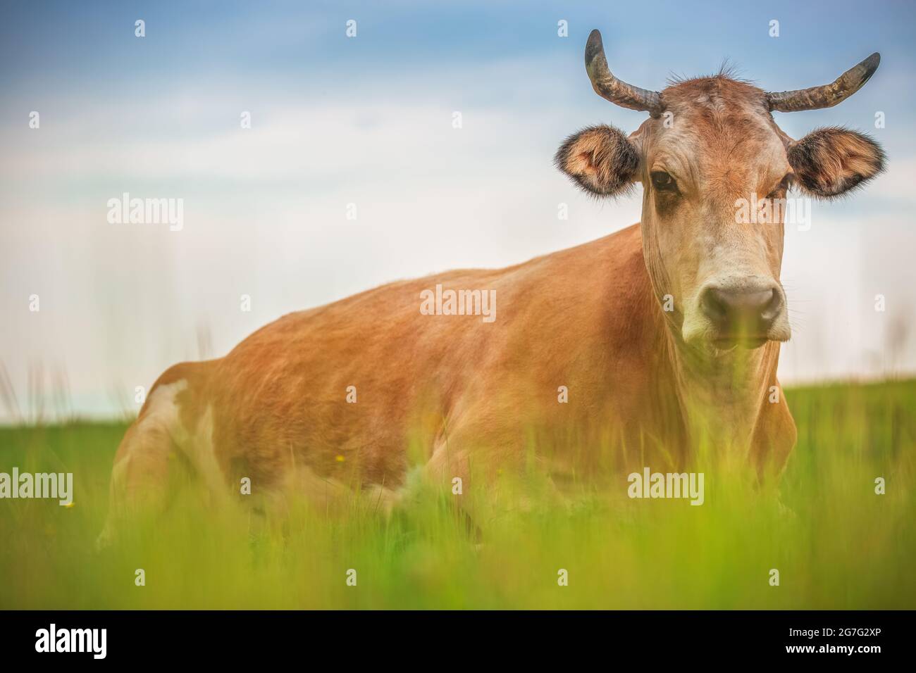 Kuh auf einer Wiese Stockfoto