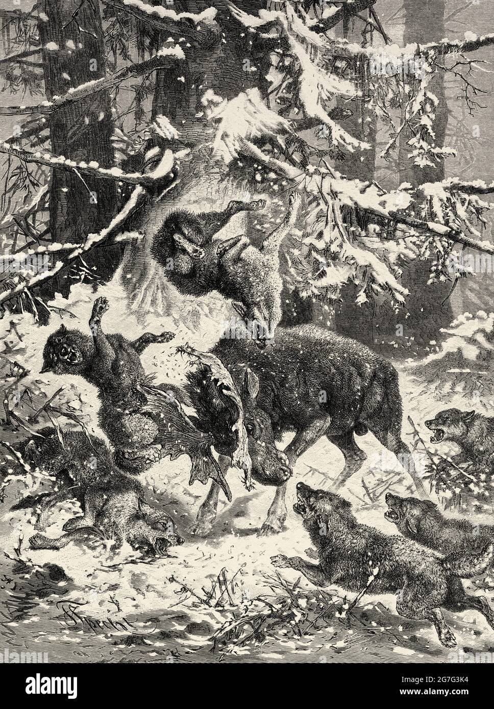 Kämpfe im Schnee zwischen einem Bullenelch und einem Rudel Wölfe. Alte Illustration aus dem 19. Jahrhundert von El Mundo Ilustrado 1880 Stockfoto