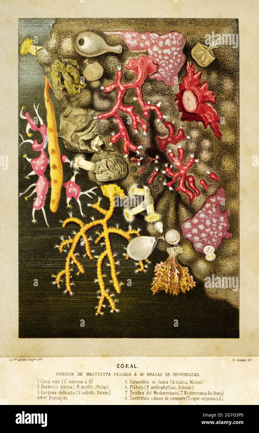 Great Barrier Reef. Korallenriffe an der Ostküste Australiens. Altes 19. Jahrhundert Farblithographie Illustration von El Mundo Ilustrado 1880 Stockfoto