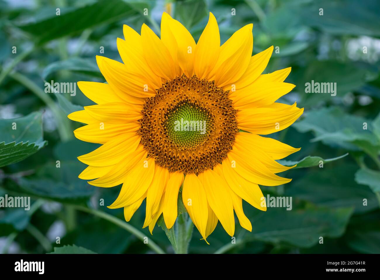 Sonnenblumen-Nahaufnahme auf dem Feld, blühender helianthus auf einem Hintergrund aus grünen Blättern. Schöne Natur, Blume mit gelben Blütenblättern, florale Tapete Stockfoto