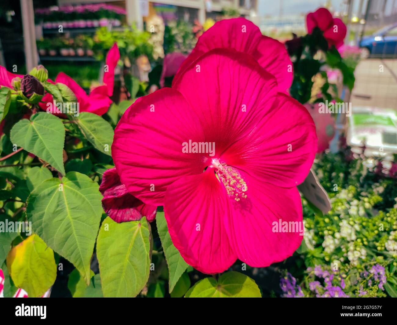 Große burgunderrote Hibiskusblüte in einem Gartencenter Stockfoto