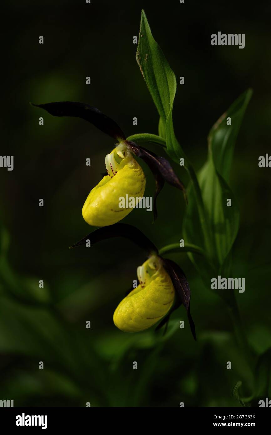 Yellow Lady's Slipper - Cypripedium calceolus, wunderschöne, farbige Blütenpflanze aus europäischen Wäldern und Wäldern, Tschechische Republik. Stockfoto