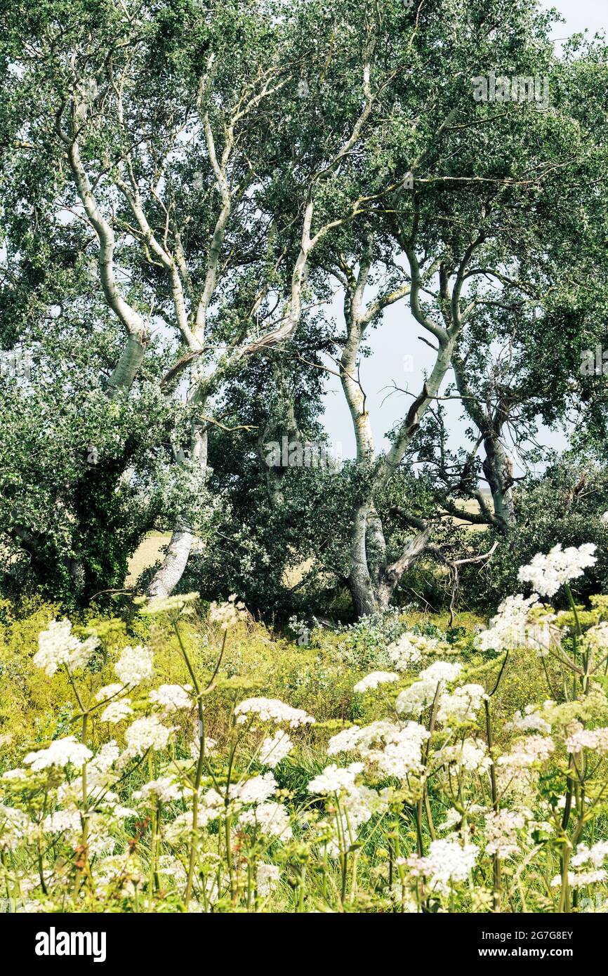 The Wantsum Walk Birchington Thanet Kent Großbritannien Stockfoto