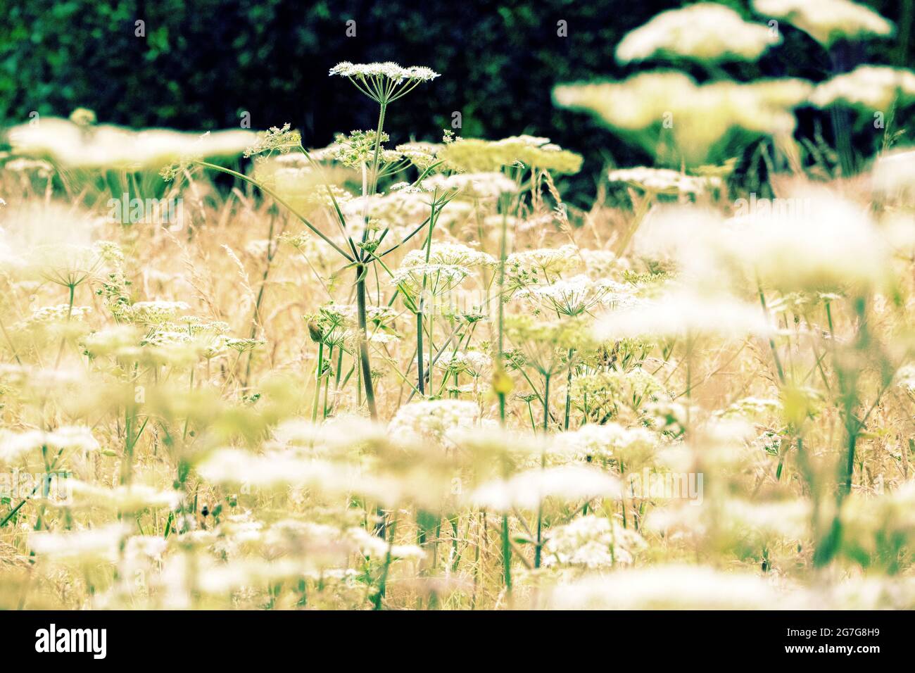 Wild Meadow Pflanzung bei Waterperry Garden Wheatley Oxfordshire UK Stockfoto
