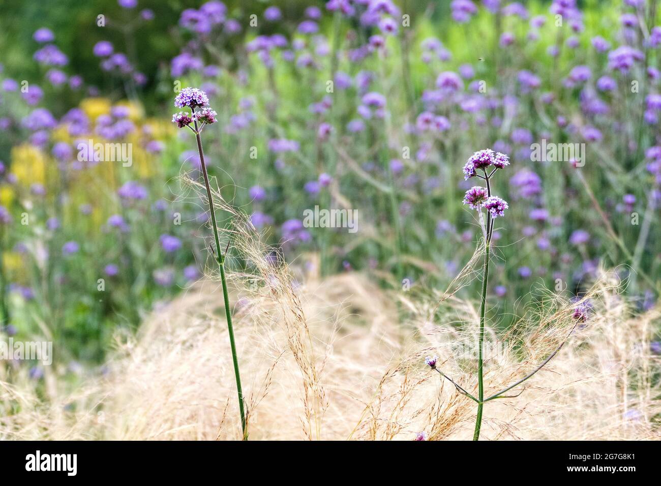 Verbena Pflanzen bei Waterperry Garden Wheatley Oxfordshire UK Stockfoto