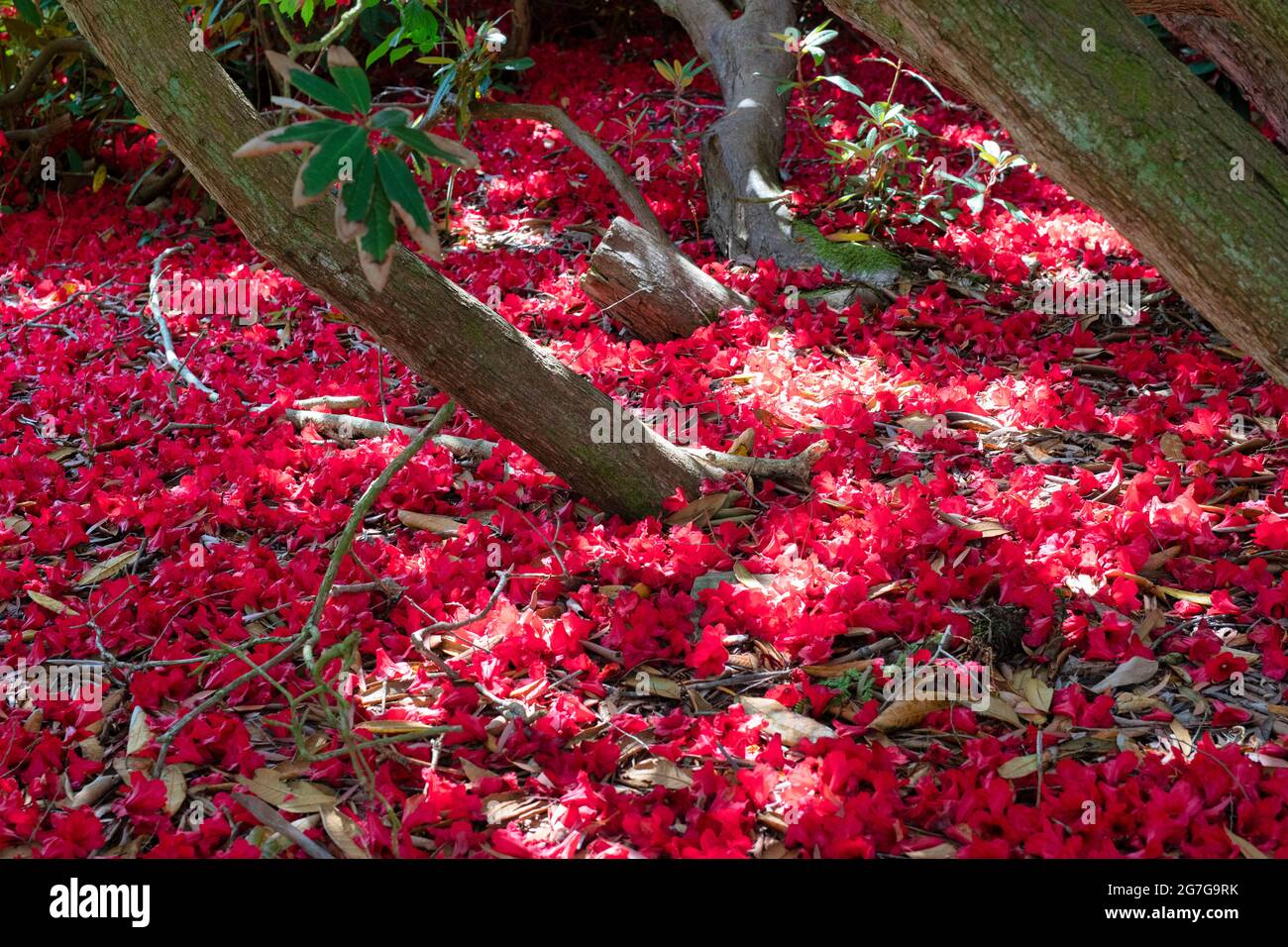 Gefallene rote Rhododendron-Blüten. VEREINIGTES KÖNIGREICH. Azalea Stockfoto