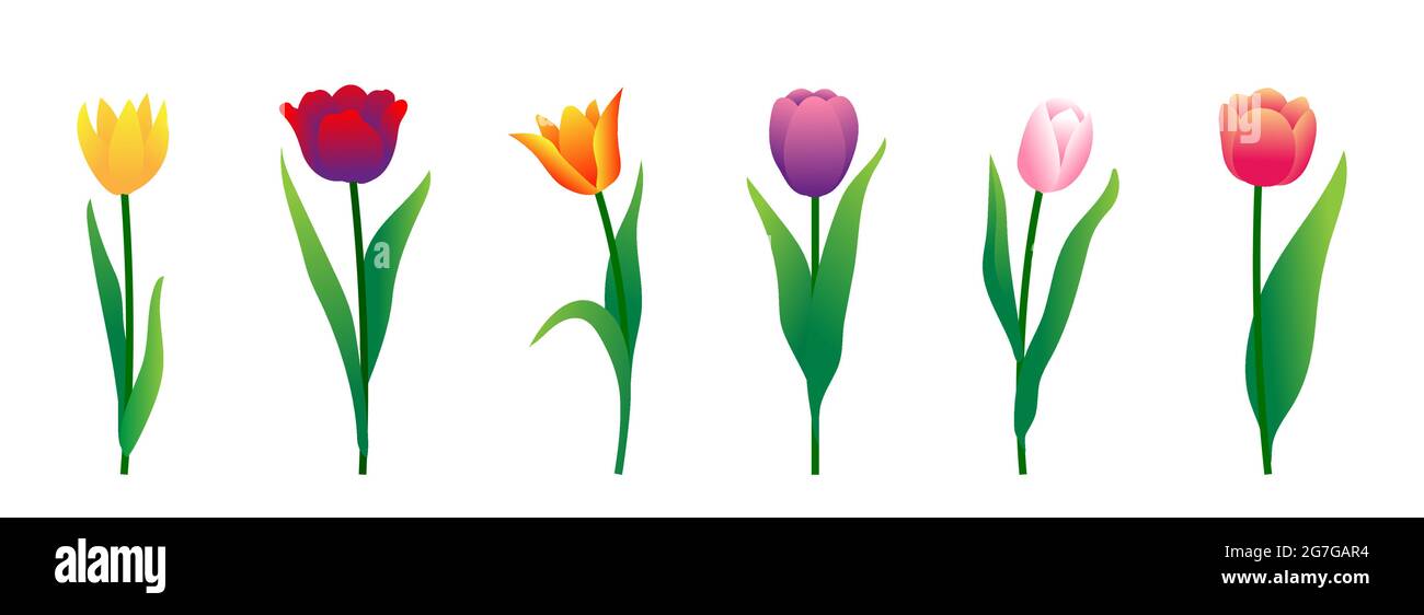 Bunte Tulpen auf weißem Hintergrund isoliert. Vektorgrafiken Stock Vektor