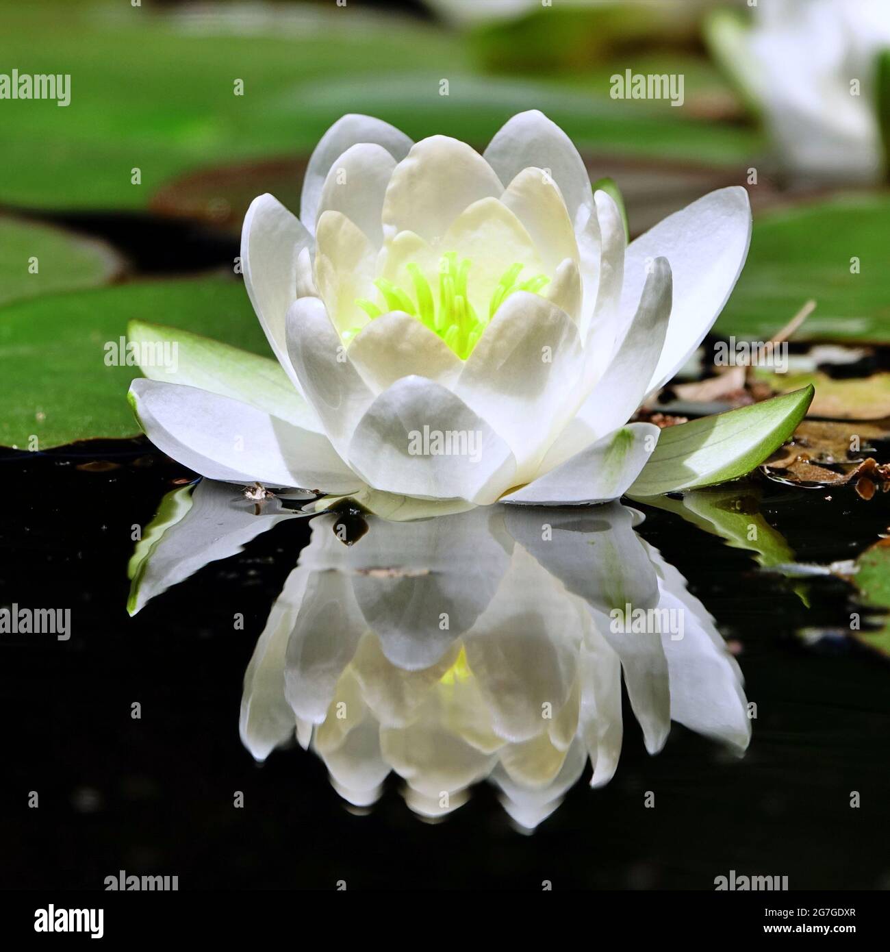 Die schöne weiße Lotusblume oder Seerose Reflexion mit dem Wasser im Teich.die Reflexion des weißen Lotus mit dem Wasser. Stockfoto
