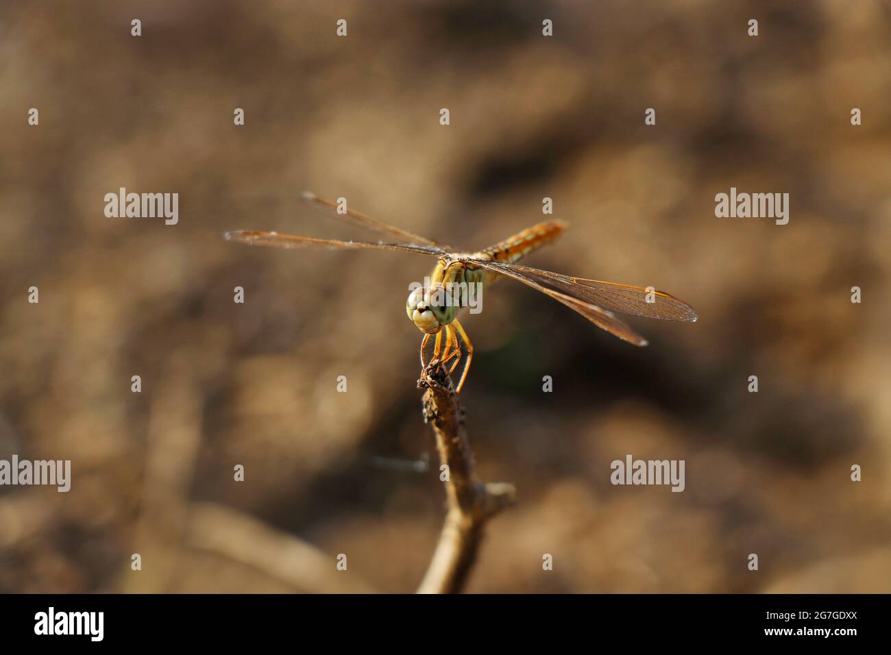 Orthetrum sabina, der schlanke Skimmer oder grüne Sumpfhawk, ist eine Libellulida-Libellenart. Nanded District, Maharashtra, Indien Stockfoto