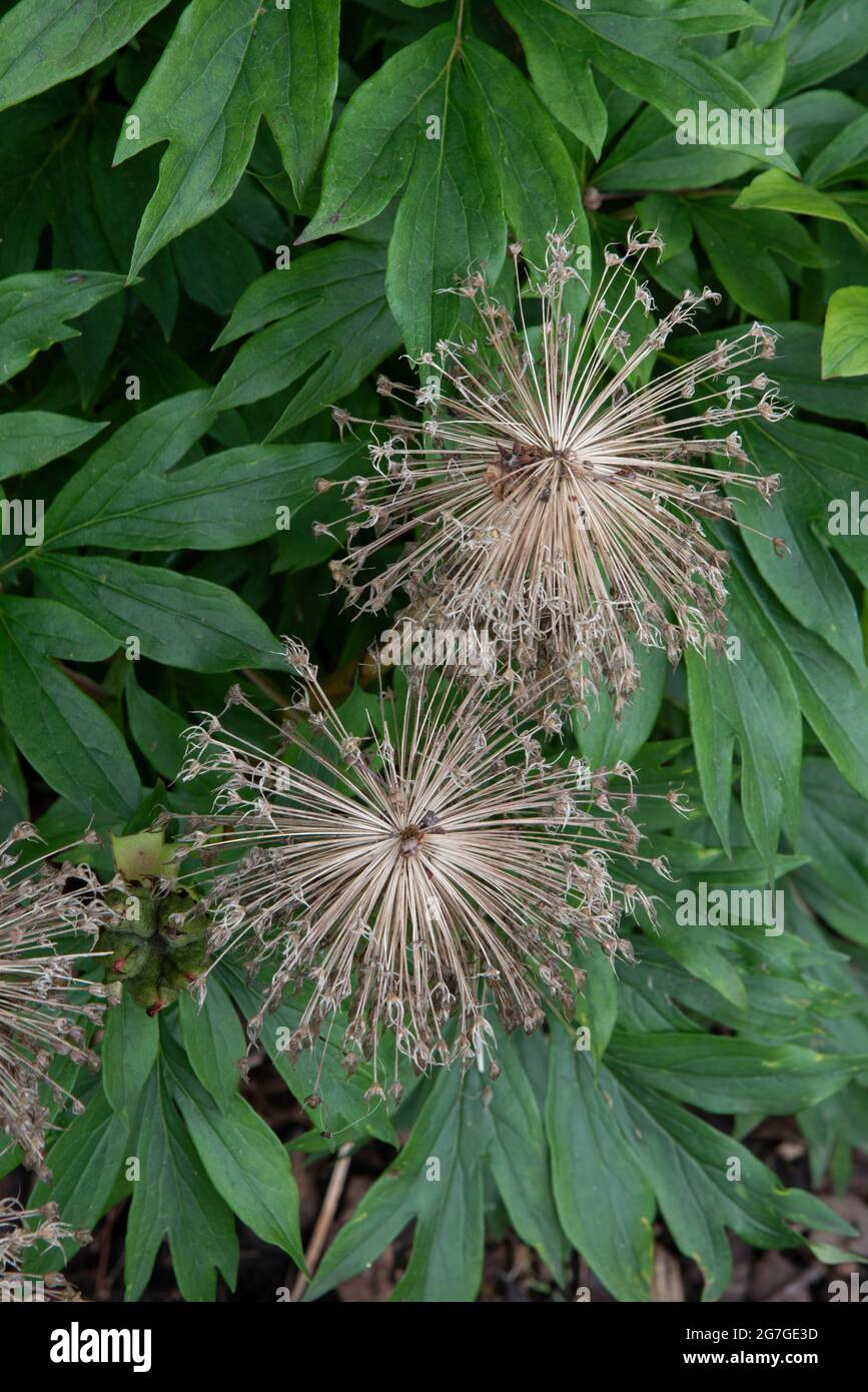 Allium 'Globemaster' Stockfoto