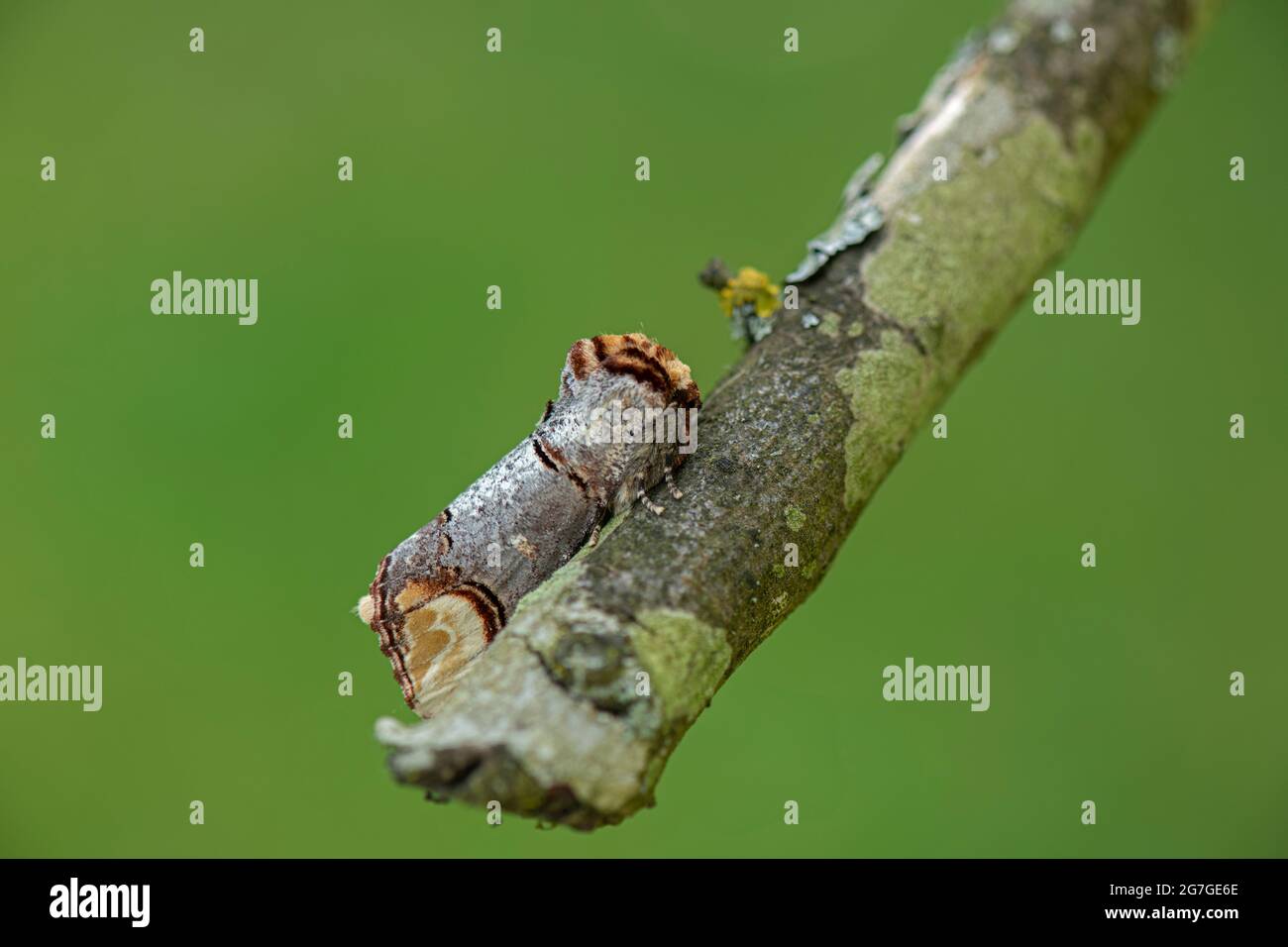 Buff Tip Moth: Phalera bucephala. Stockfoto