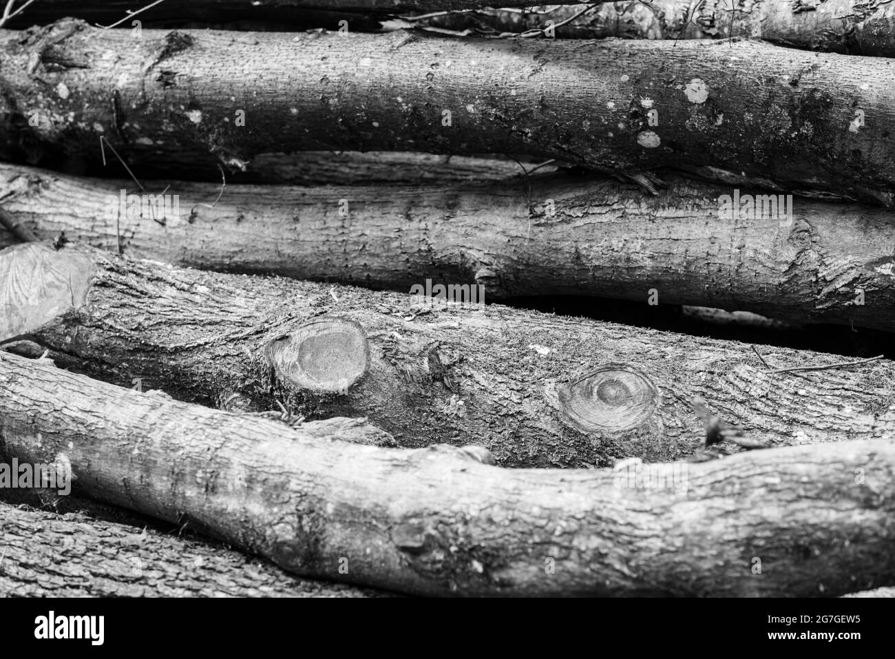 Baumstämme übereinander gelegt Stockfoto