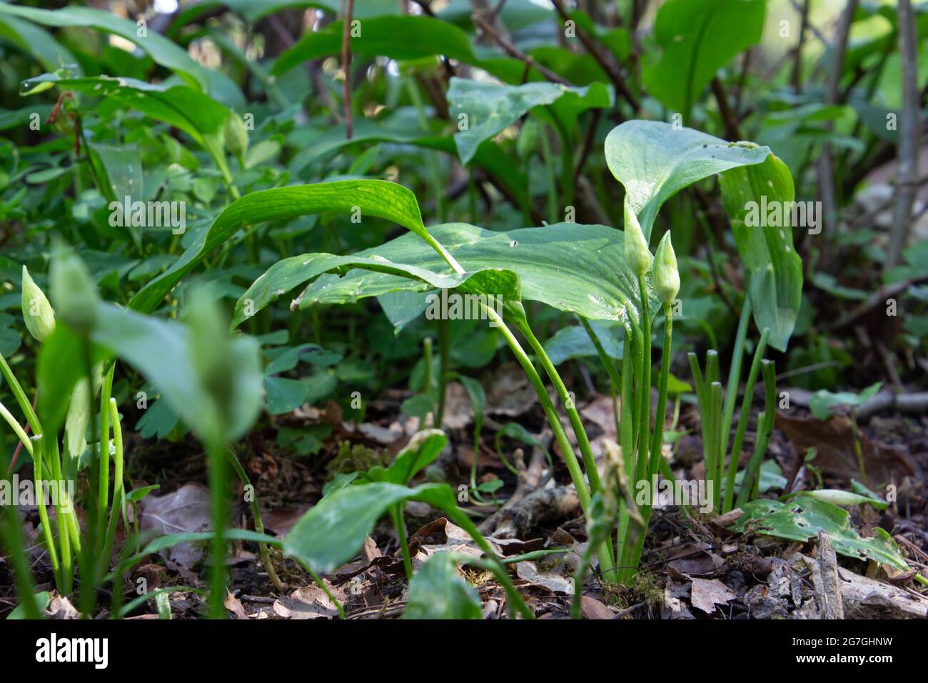 Bärlauch im Wald, auch Allium ursinum genannt Stockfoto