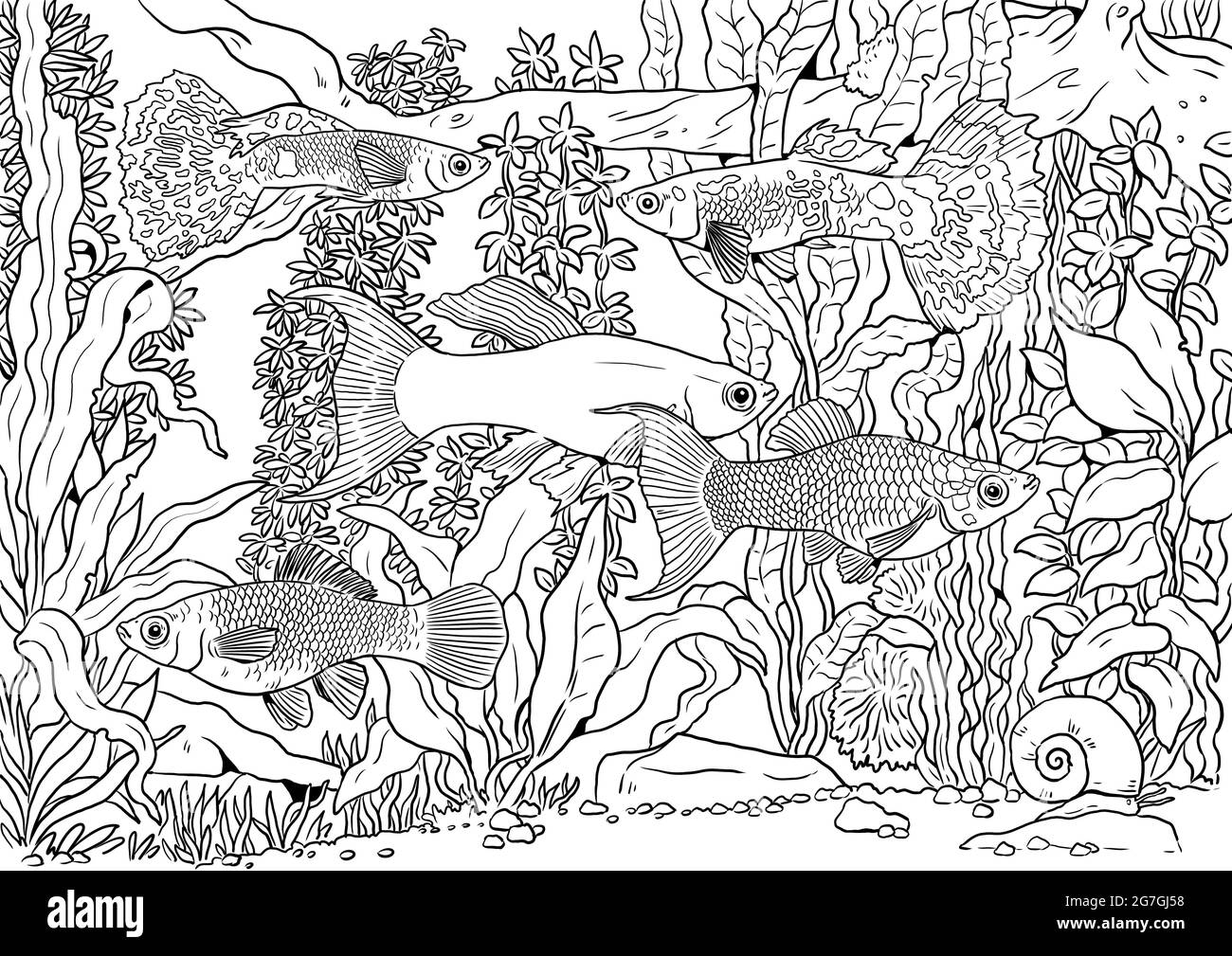 Aquarium mit Guppy, Schwertschwanz und molly zum Färben. Bunte tropische Fische Vorlagen. Bild für Kinder und Erwachsene. Stockfoto