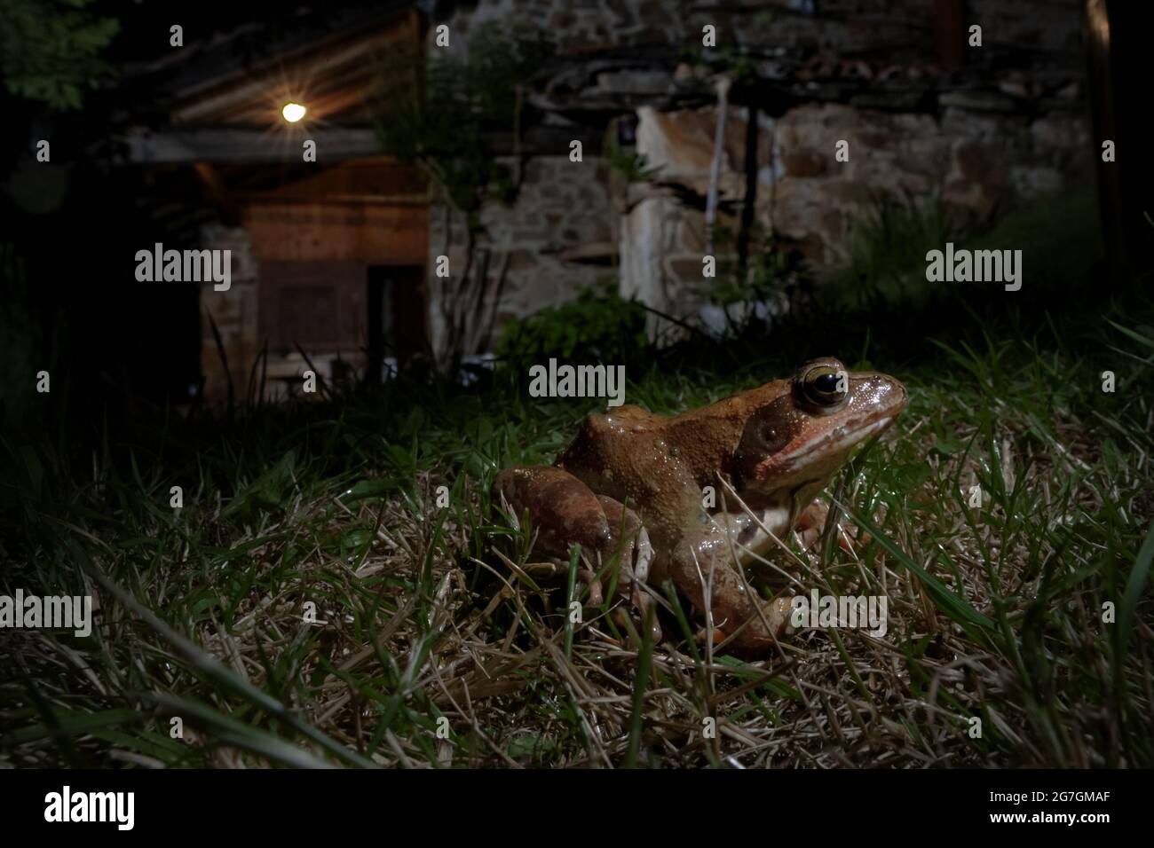 Nahaufnahme des gewöhnlichen Frosches Rana temporaria auch bekannt als europäischer gewöhnlicher Frosch oder europäischer Grasfrosch oder europäischer Holarktischer wahrer Frosch, der im Gras in der Nähe sitzt Stockfoto