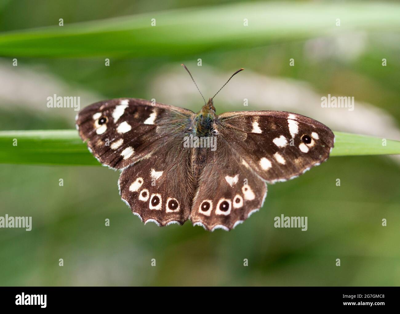 Das gesprenkelte Holz ernährt sich hauptsächlich von Honigtau im Baumkronendach, wird aber viel Zeit damit verbringen, sich im angestrahlten Licht des Untersteines auszuruhen. Stockfoto