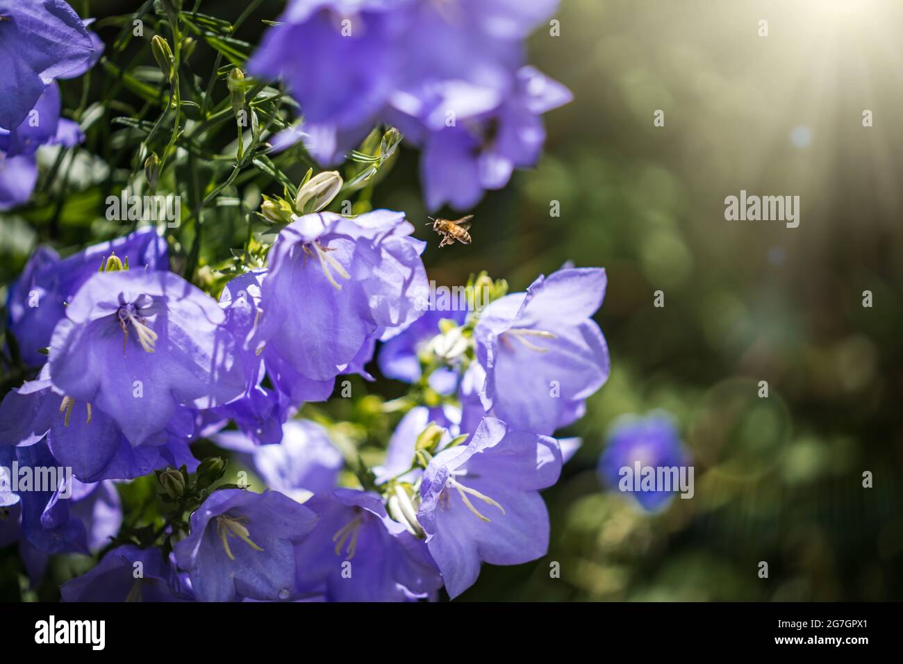 Wunderschöne Blumen mit fliegenden Wespen, die Pflanzen bestäuben. Atemberaubender goldener Sonnenschein, in den Sonnenlicht einfällt. Bestäubung von Wildblumen sammeln Stockfoto