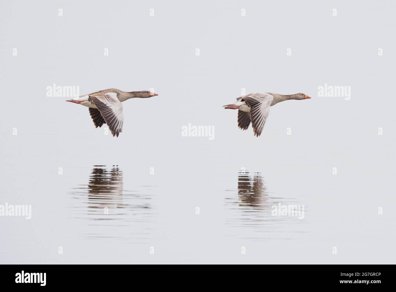 Graugans (Anser anser), zwei Graugänse im Flug über einen See, mit Spiegelbild, High-Key-Bild, Deutschland, Bayern Stockfoto
