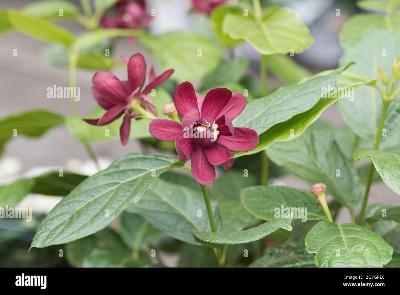 Carolina Allspice (Calycanthus 'Aphrodite', Calycanthus Aphrodite), blühend, kultivierte Aphrodite Stockfoto