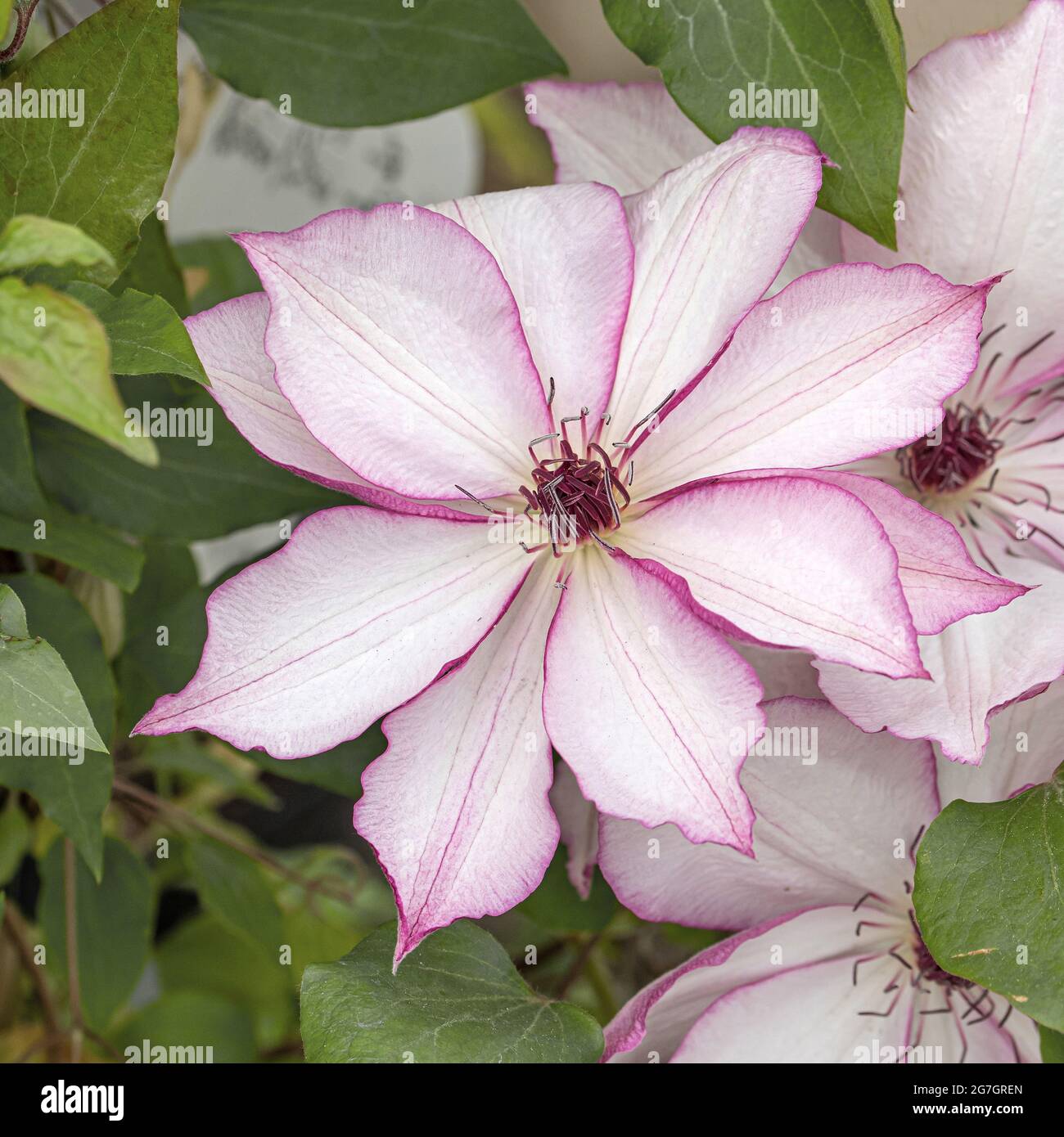 clematis, Jungfrauen-Mäher (Clematis 'Omoshiro', Clematis Omoshiro), Blume, Sorte Omoshiro Stockfoto