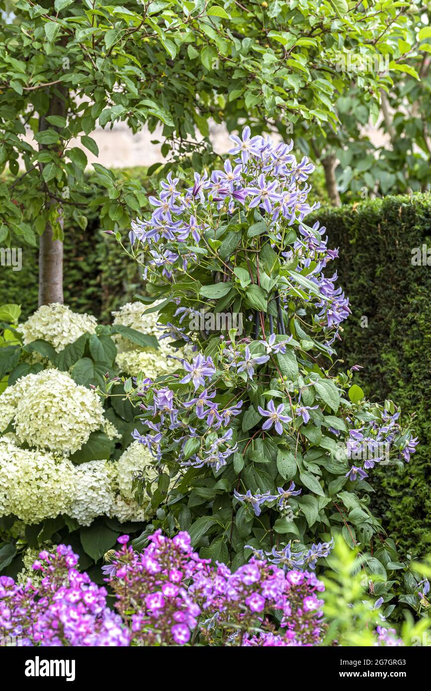 clematis, Jungfrauen-Laubling (Clematis 'Star River', Clematis Star River), Blume, kultivierte Sorte Star River Stockfoto