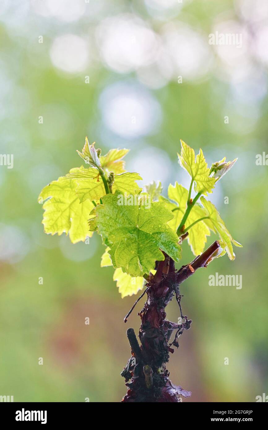 Weinrebe, Weinrebe (Vitis vinifera), junge Blätter auf einem Rebstock, Deutschland Stockfoto