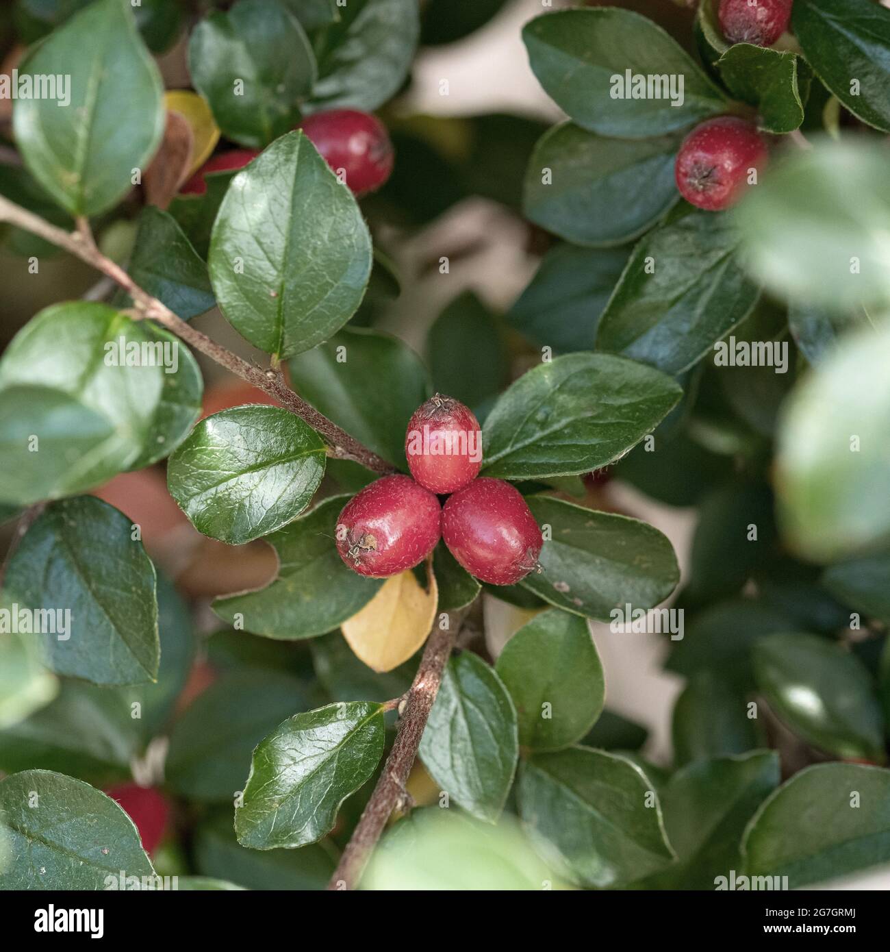 Ausbreitend Cotoneaster (Cotoneaster divaricatus), fruchtig Stockfoto
