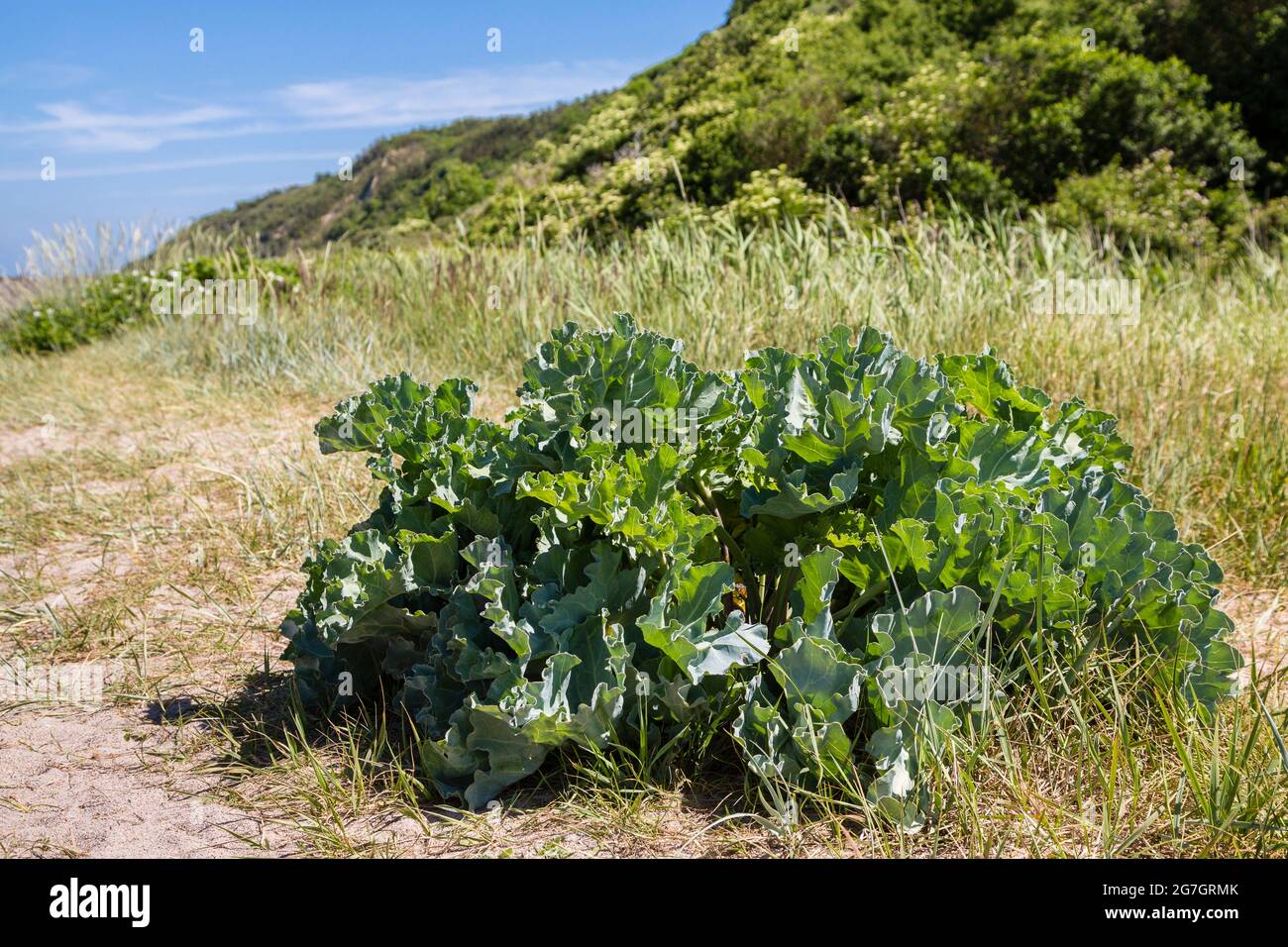 Seekohl, Seekohl, Seakale, Crambe (Crambe maritima), wächst in der Küstenlandschaft, Deutschland, Hiddensee Stockfoto