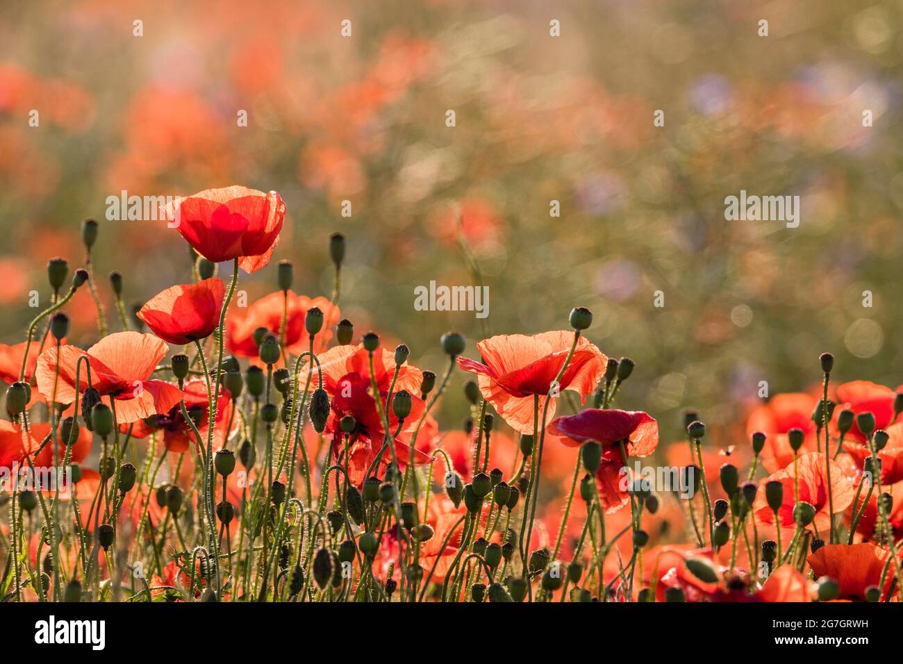 Gemeiner Mohn, Maismohn, Rotmohn (Papaver rhoeas), blühender Mohn im Hintergrund, Mecklenburg-Vorpommern, Rügen Stockfoto
