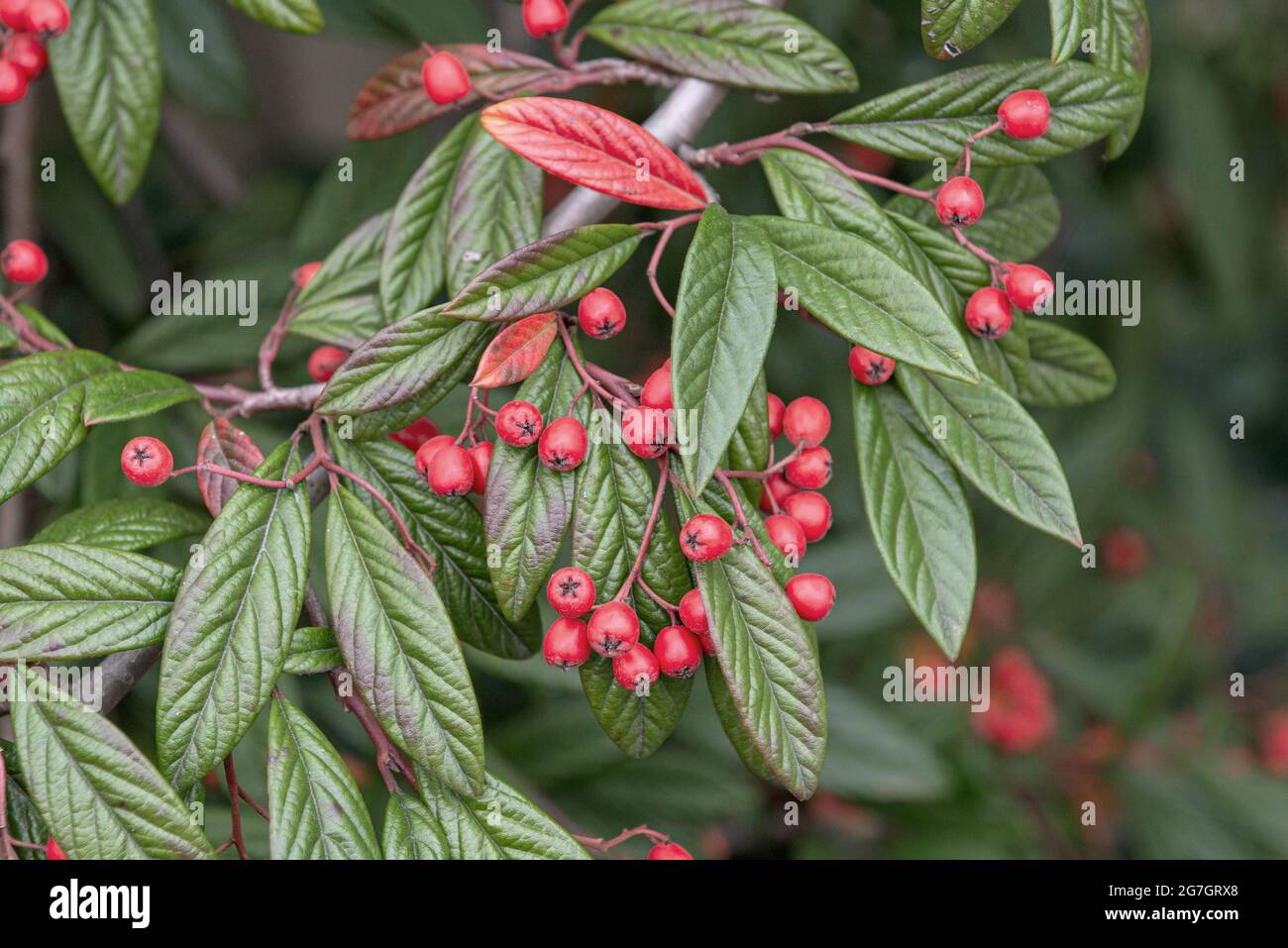 Cotoneaster (Cotoneaster floccosus, Cotoneaster salicifolius floccosus), Zweig mit Früchten Stockfoto