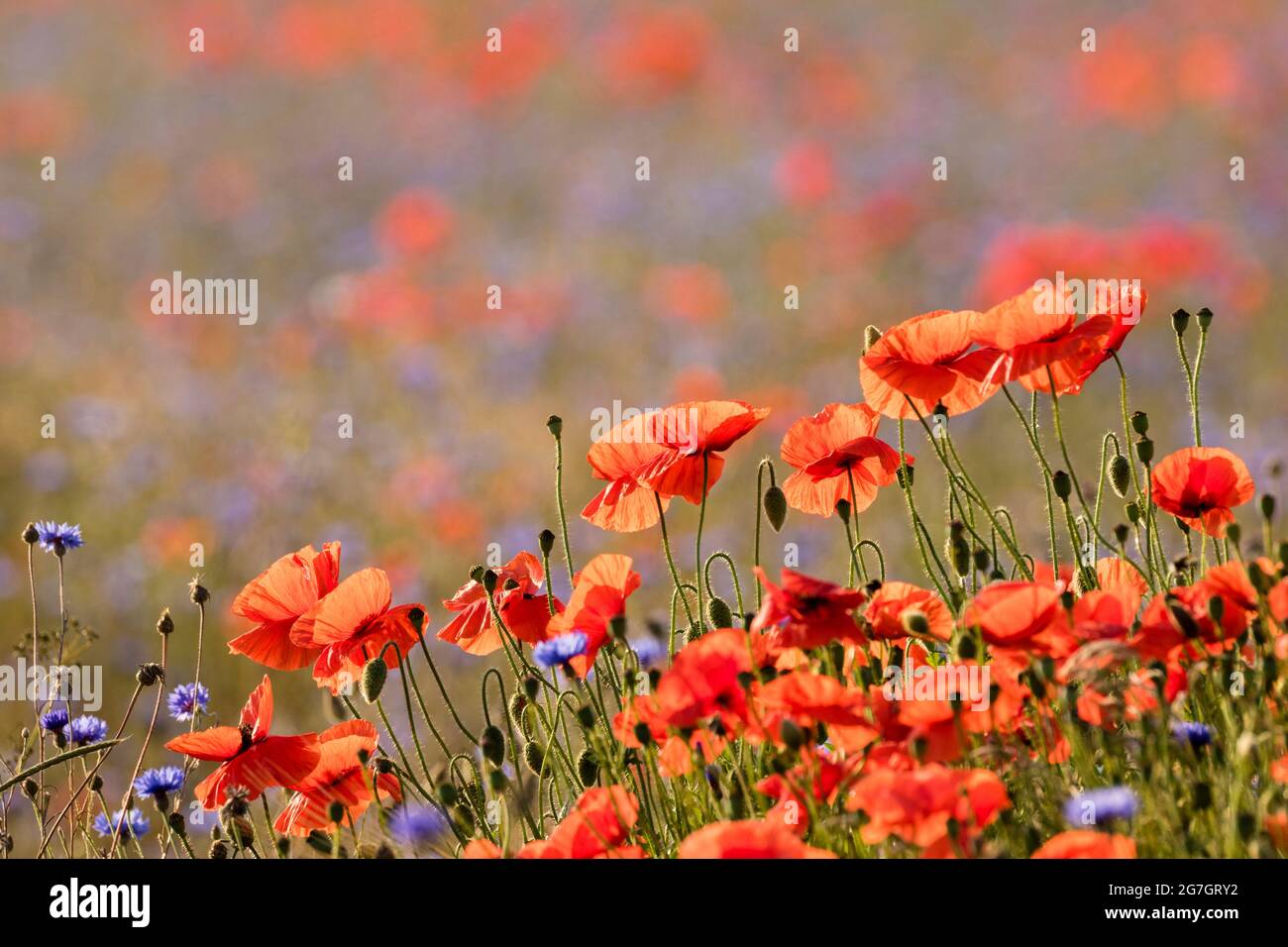 Gemeiner Mohn, Maismohn, Rotmohn (Papaver rhoeas), blühender Mohn im Hintergrund mit Kornblumen, Mecklenburg-Vorpommern, Rügen Stockfoto