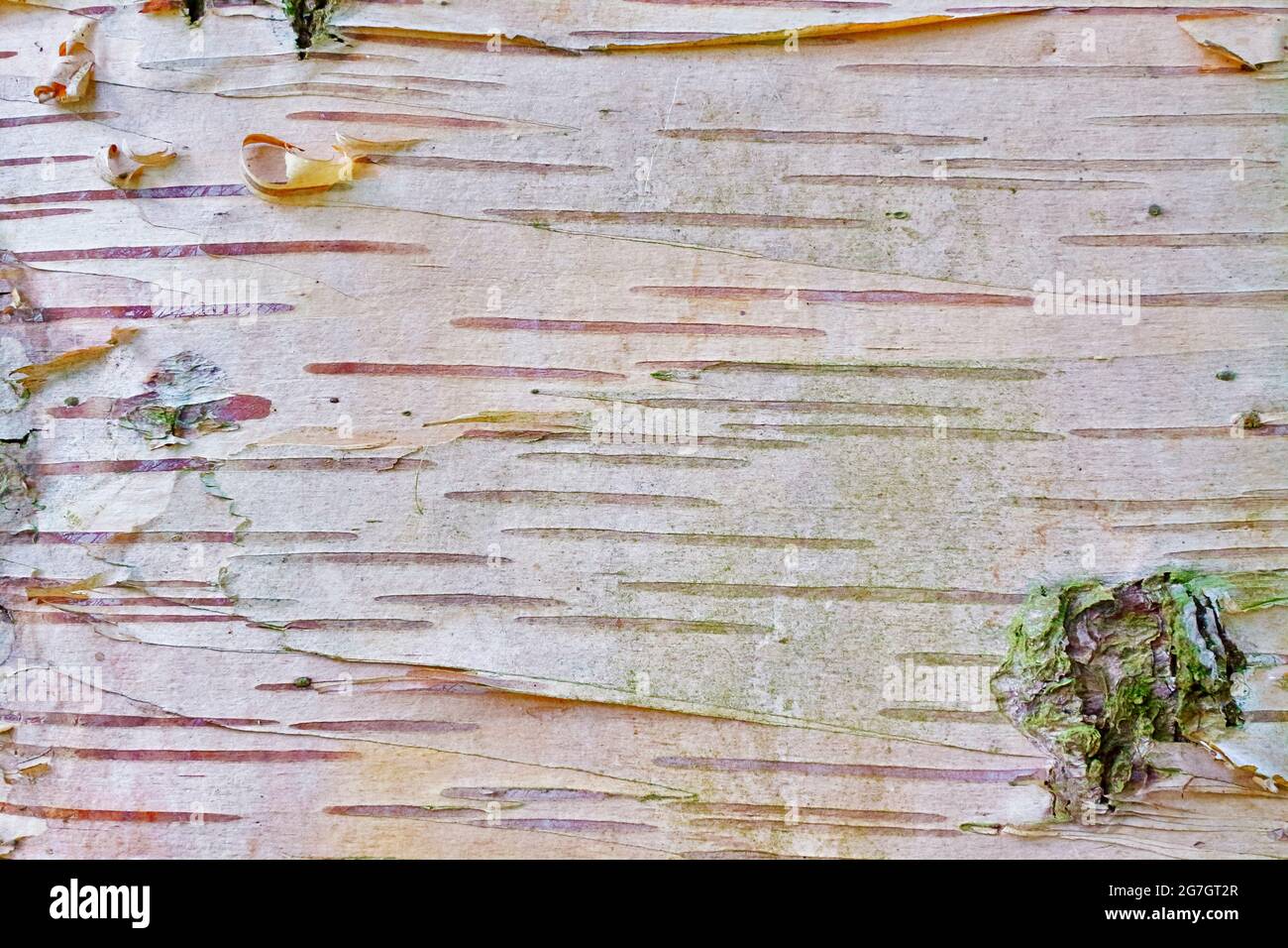 Erman's Birch, Russian Rock Birch (Betula ermanii), Nahaufnahme der Rinde Stockfoto