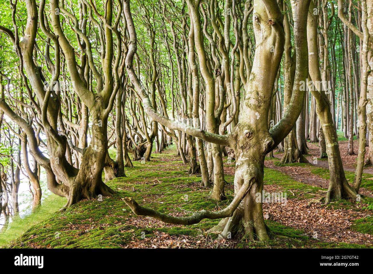 Buche (Fagus sylvatica), Zauberwald auf Rügen, Mecklenburg-Vorpommern, Rügen Stockfoto