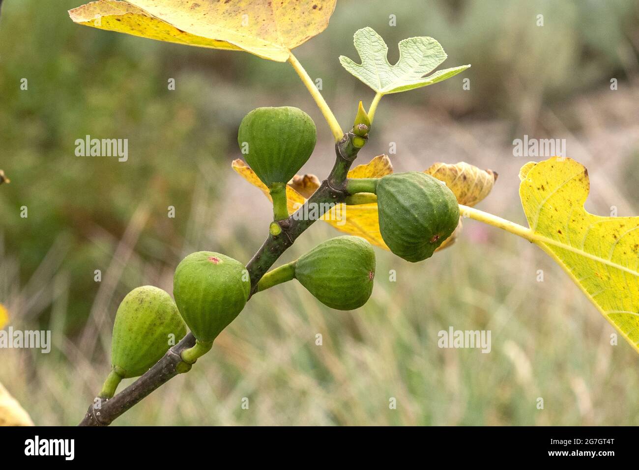 Essbare Feige, Gemeine Feige, Figtree (Ficus carica 'Brown Turkey', Ficus carica Brown Turkey), Feigen auf einem Baum, Sorte Brown Turkey Stockfoto